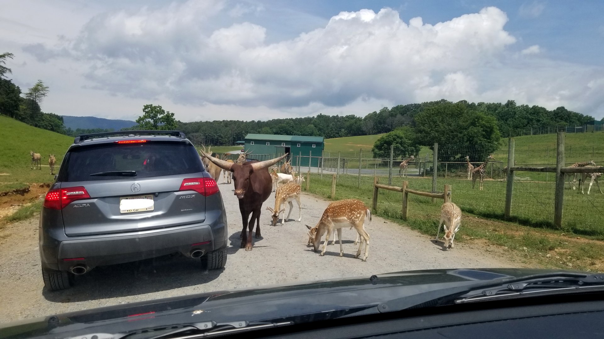 Virginia Safari Park - common eland, watusi, fallow deer, giraffes