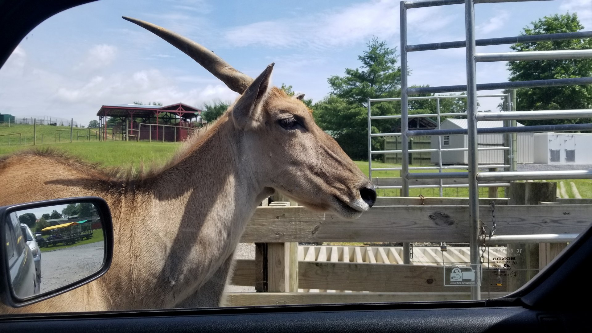 Virginia Safari Park - Common Eland