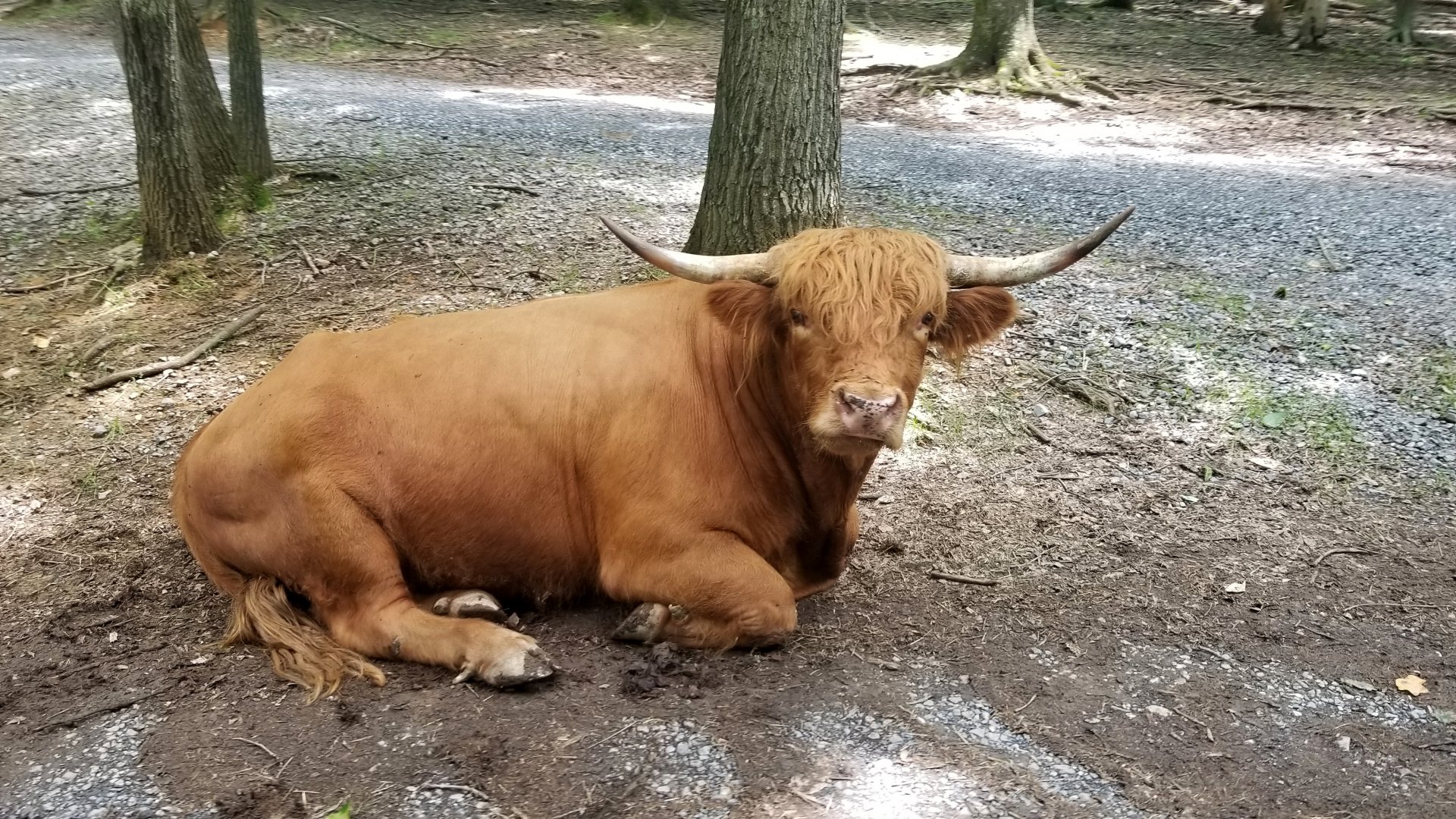 Virginia Safari Park - Cow