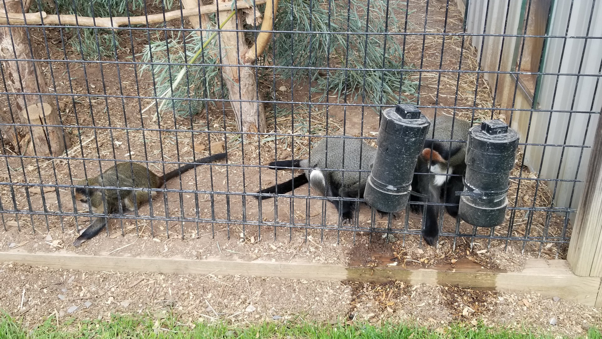 Virginia Safari Park - De Brazza's monkeys