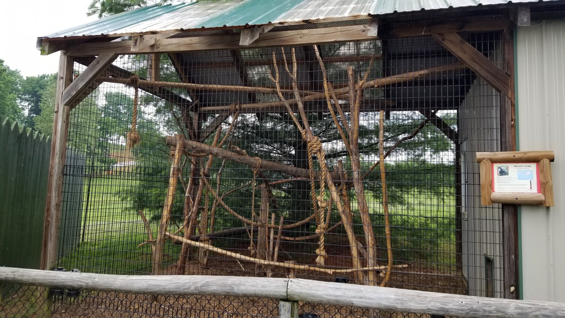 Virginia Safari Park - DeBrazza's Monkey