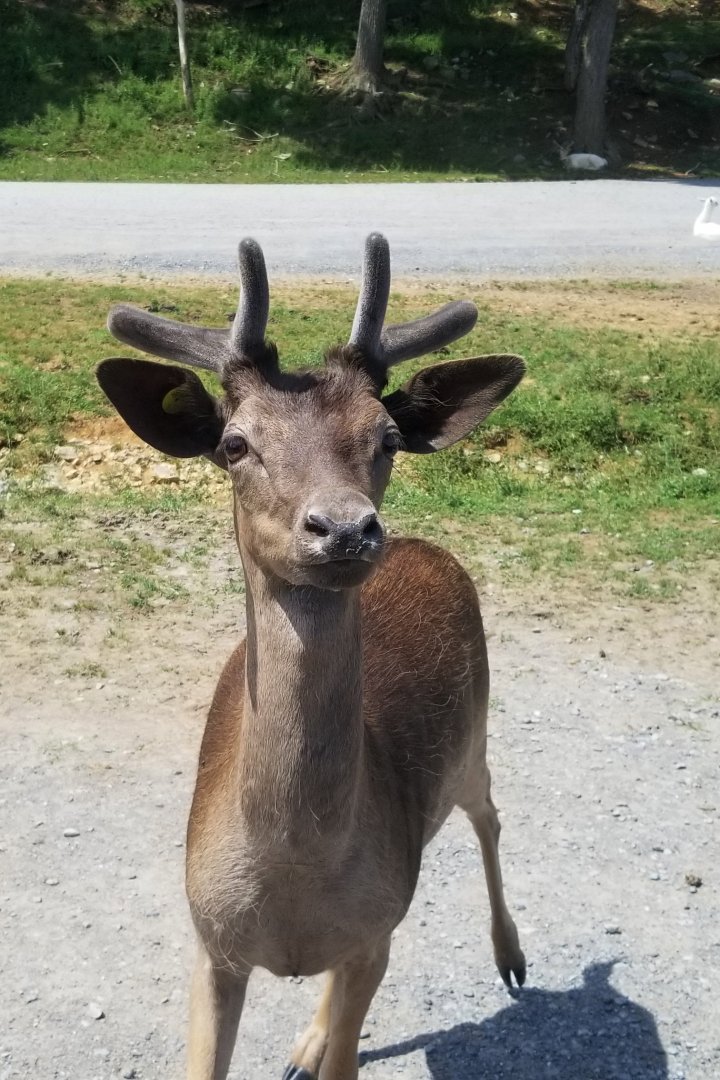 Virginia Safari Park - Deer