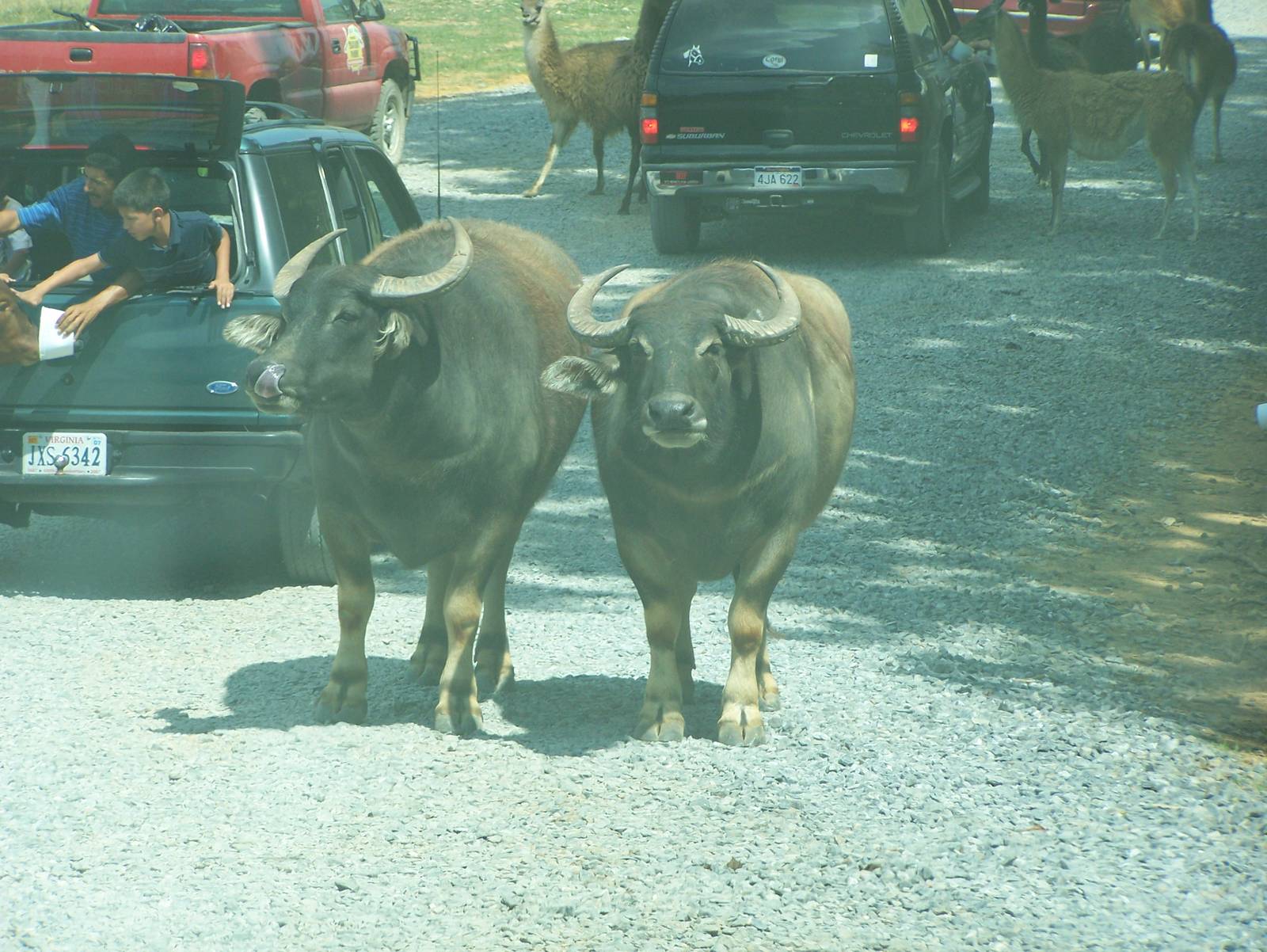 Virginia Safari Park- Domestic Water Buffalo