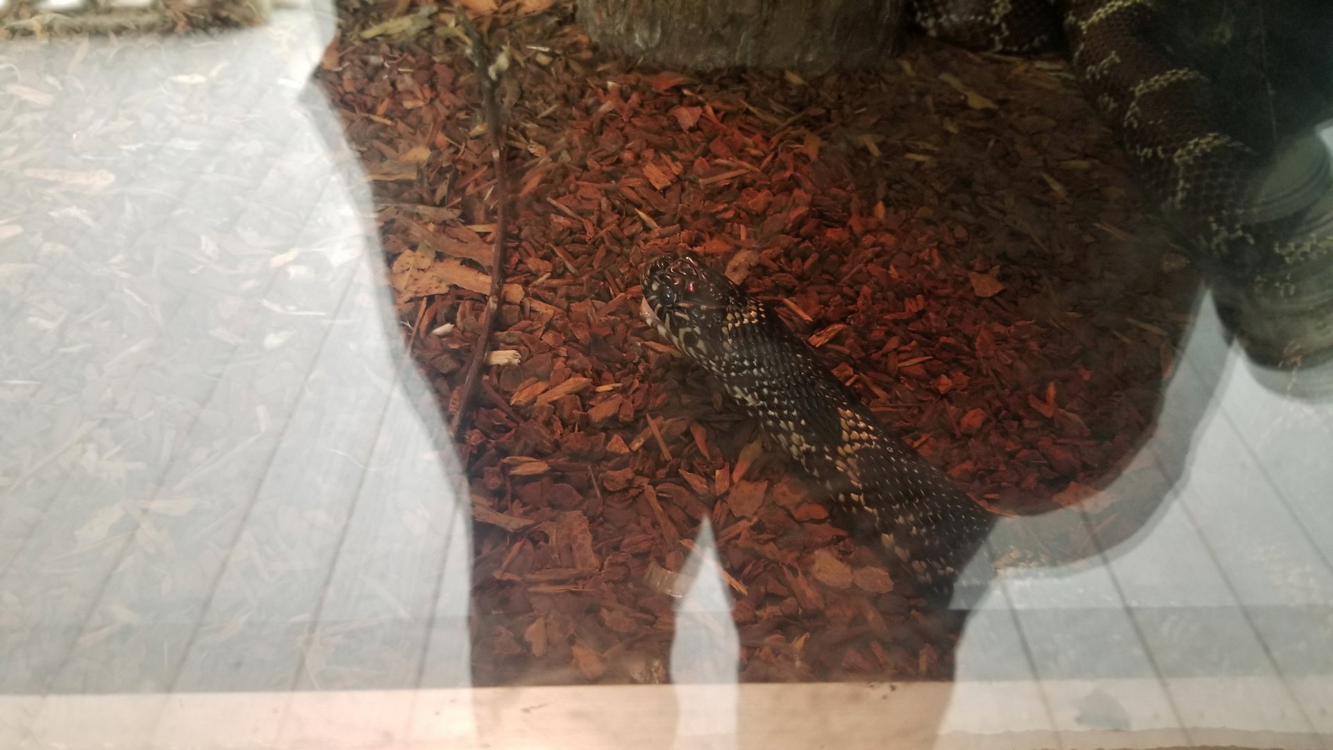 Virginia Safari Park - Eastern banded king snake with mouth open