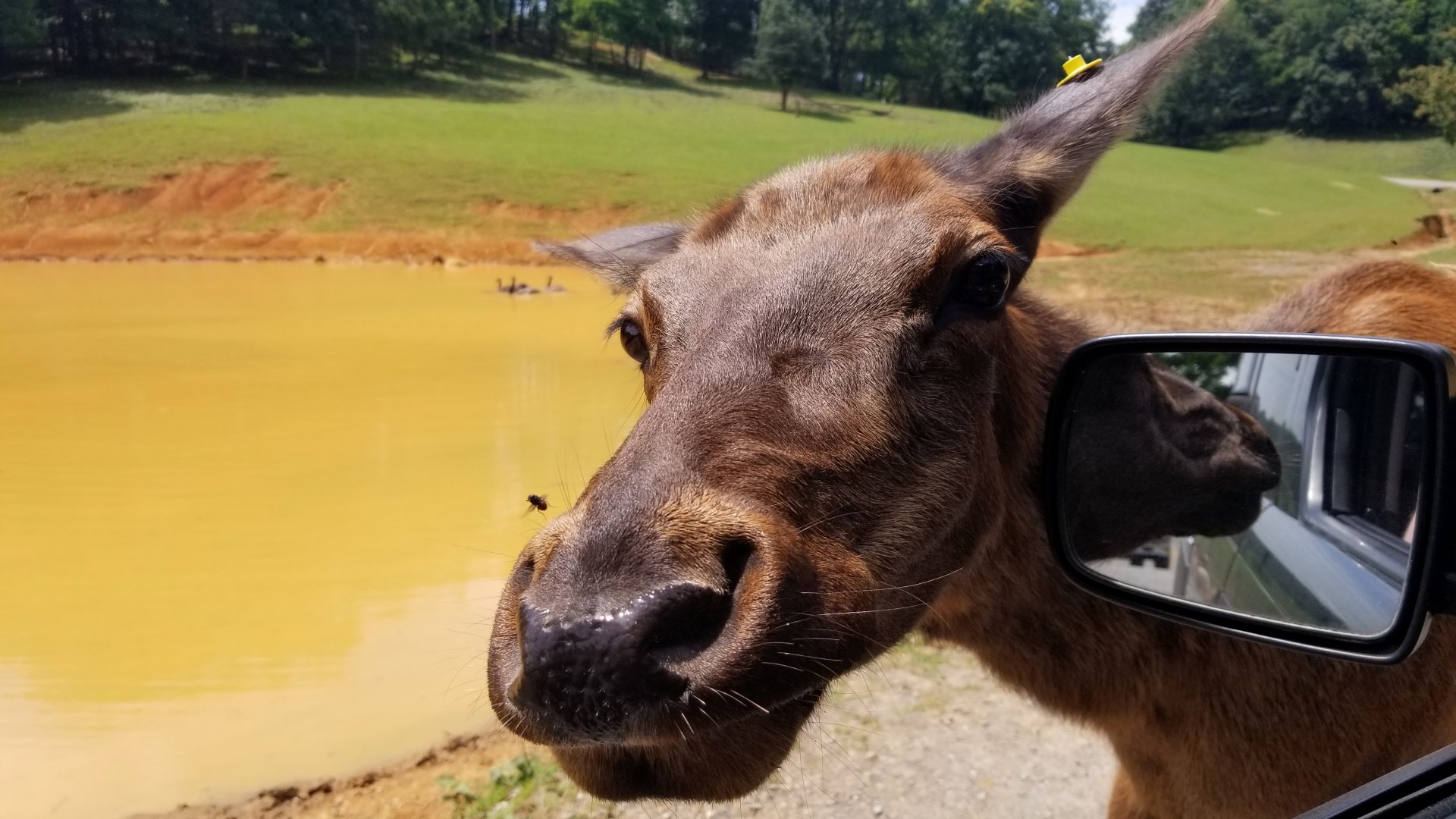 Virginia Safari Park - Elk cow and fly