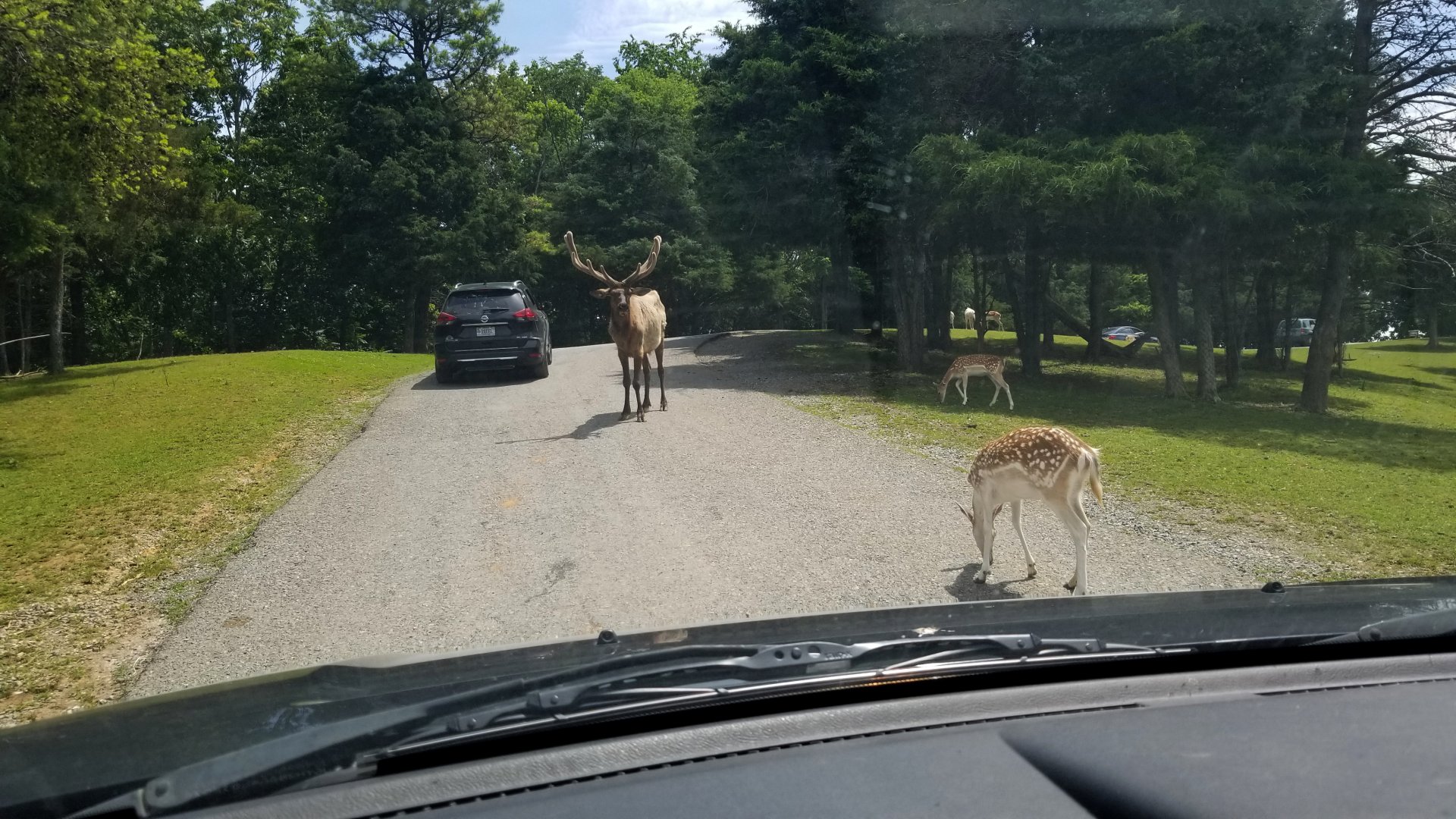 Virginia Safari Park - Elk, deer