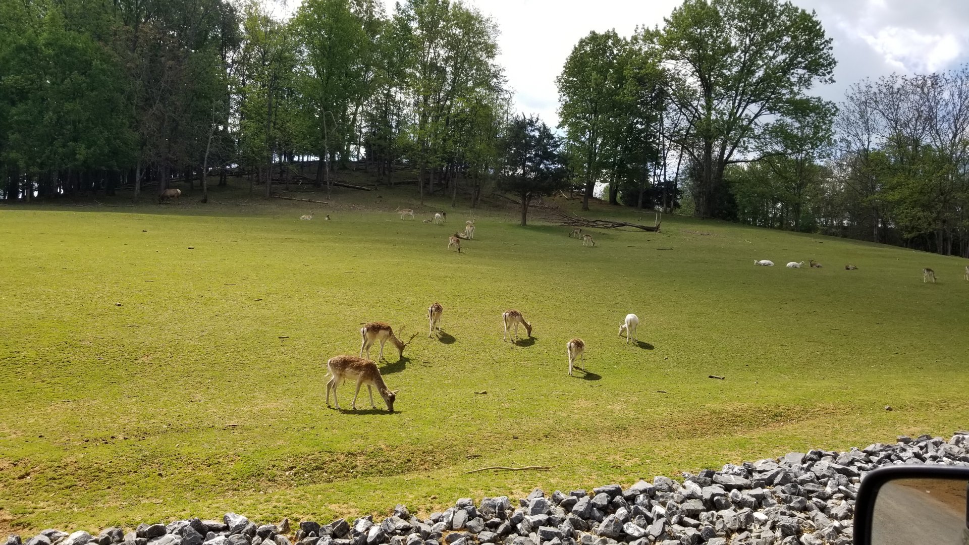 Virginia Safari Park - Elk, fallow deer, Pere David's deer