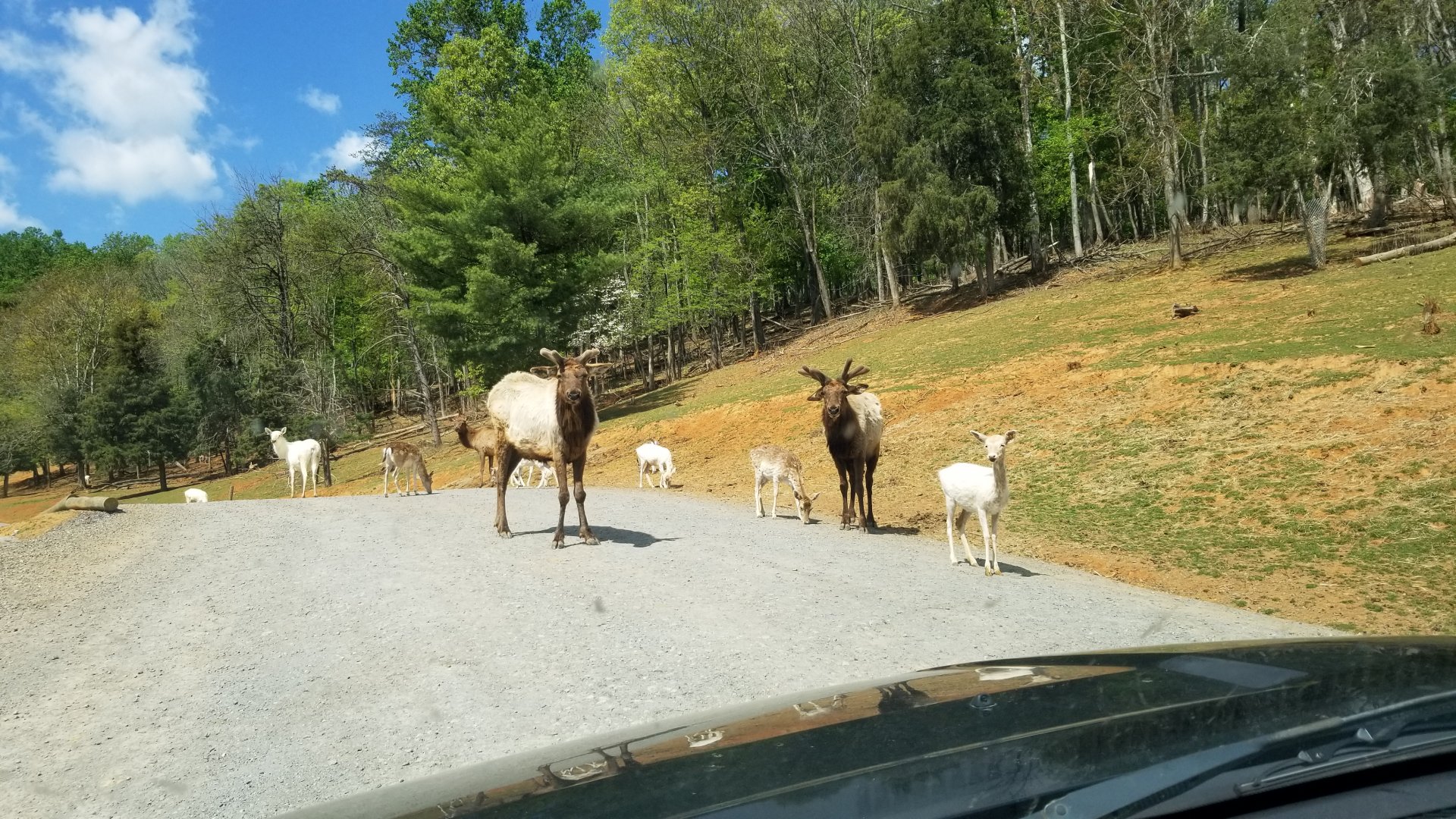 Virginia Safari Park - Elk, fallow deer