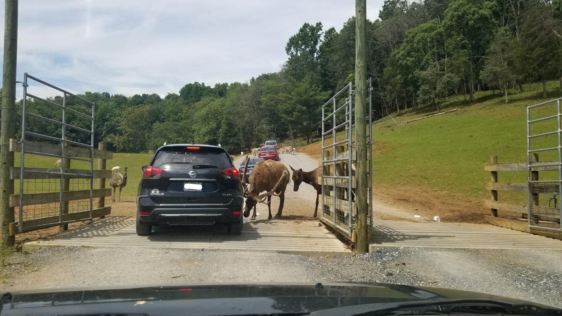 Virginia Safari Park - Elk