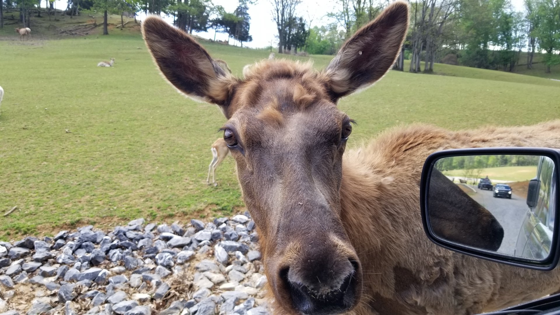 Virginia Safari Park - Elk