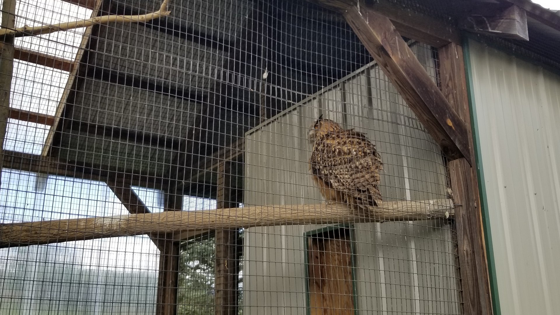 Virginia Safari Park - Eurasian Eagle-Owl