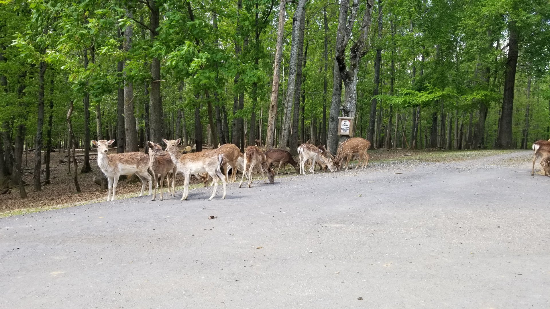 Virginia Safari Park - Fallow deer, chital