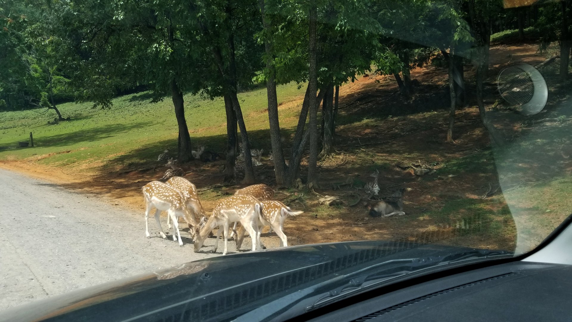 Virginia Safari Park - Fallow deer in the shade