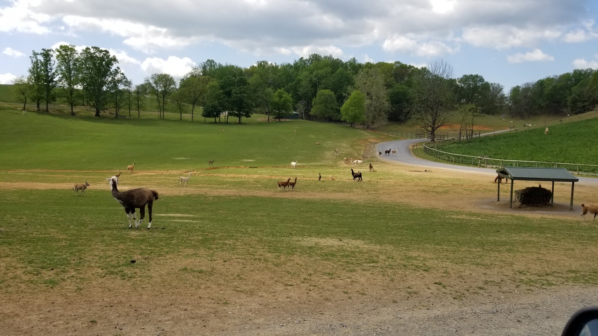 Virginia Safari Park - Gate in upper right separates entrance/exit area from rest of the safari