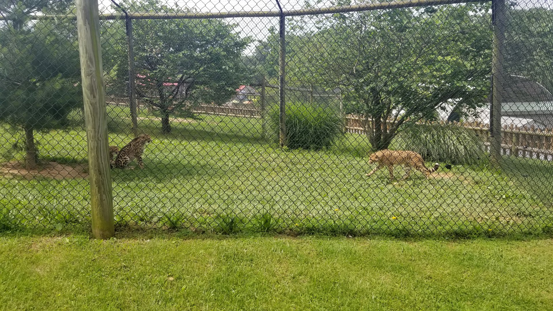 Virginia Safari Park - Getting tired