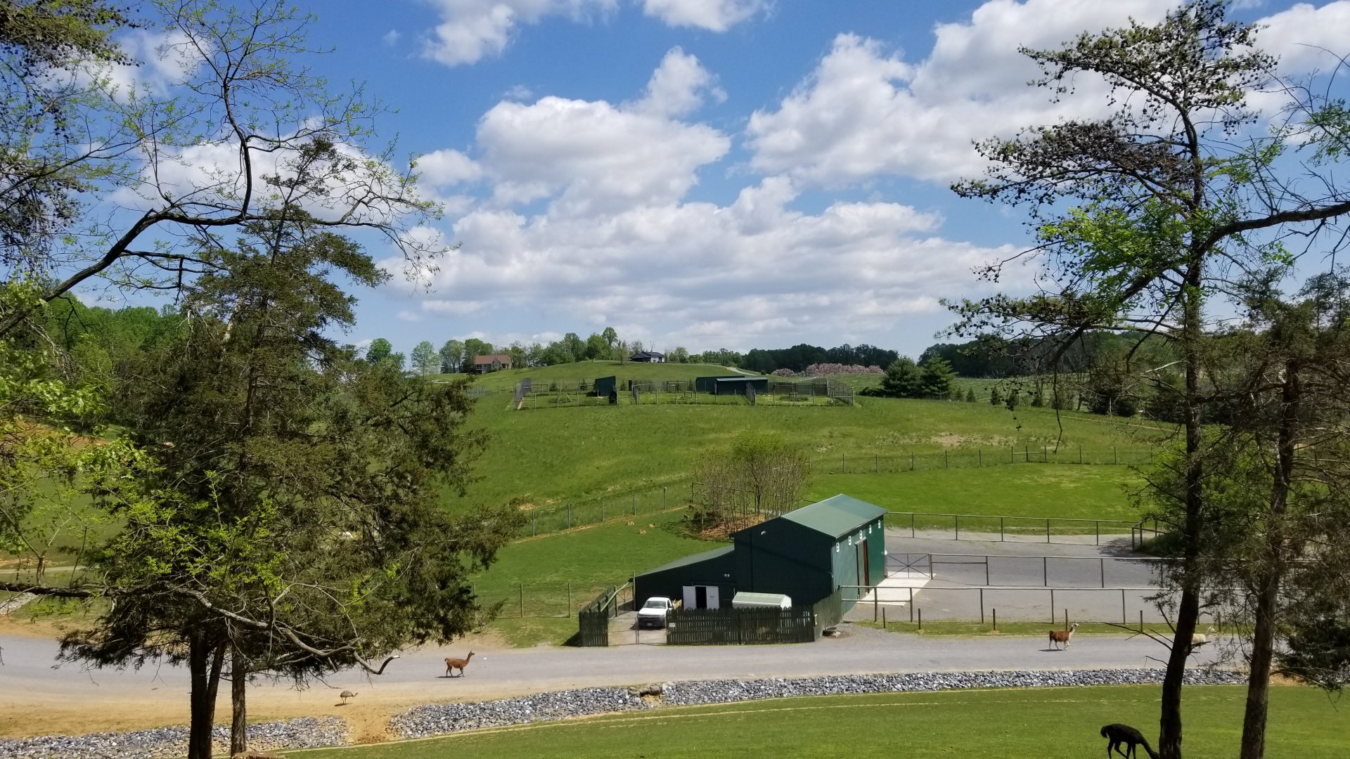 Virginia Safari Park - Giraffe barn, cheetah breeding area