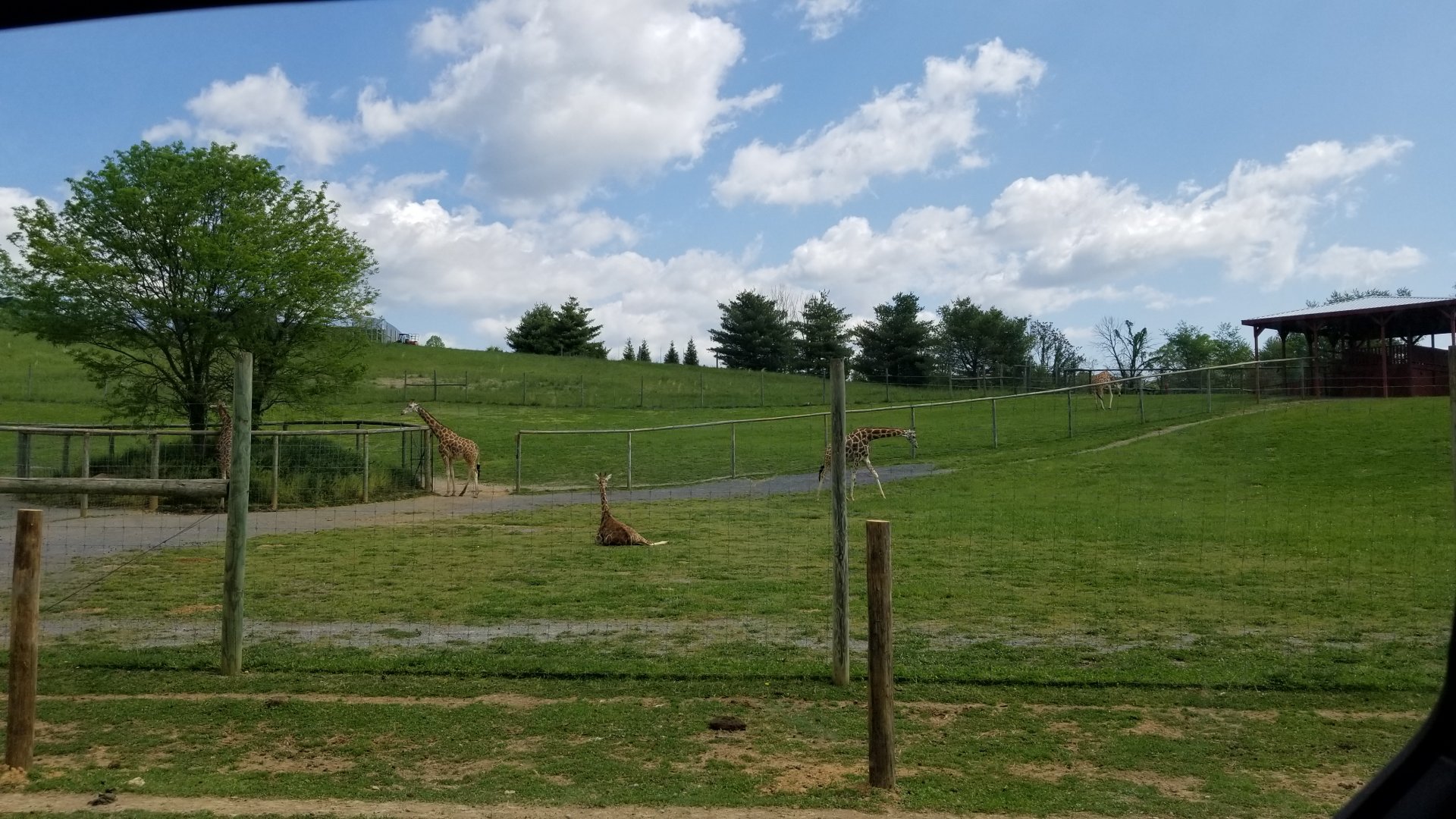 Virginia Safari Park - Giraffes, including calves