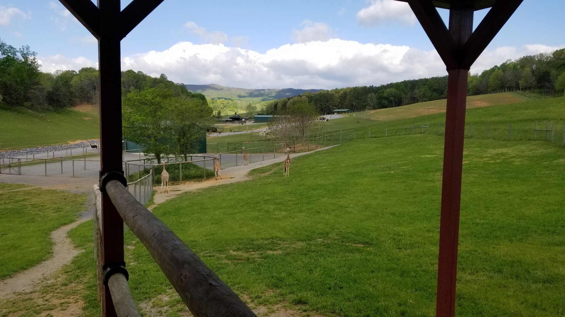 Virginia Safari Park - Giraffes, rhino area before the treeline on right