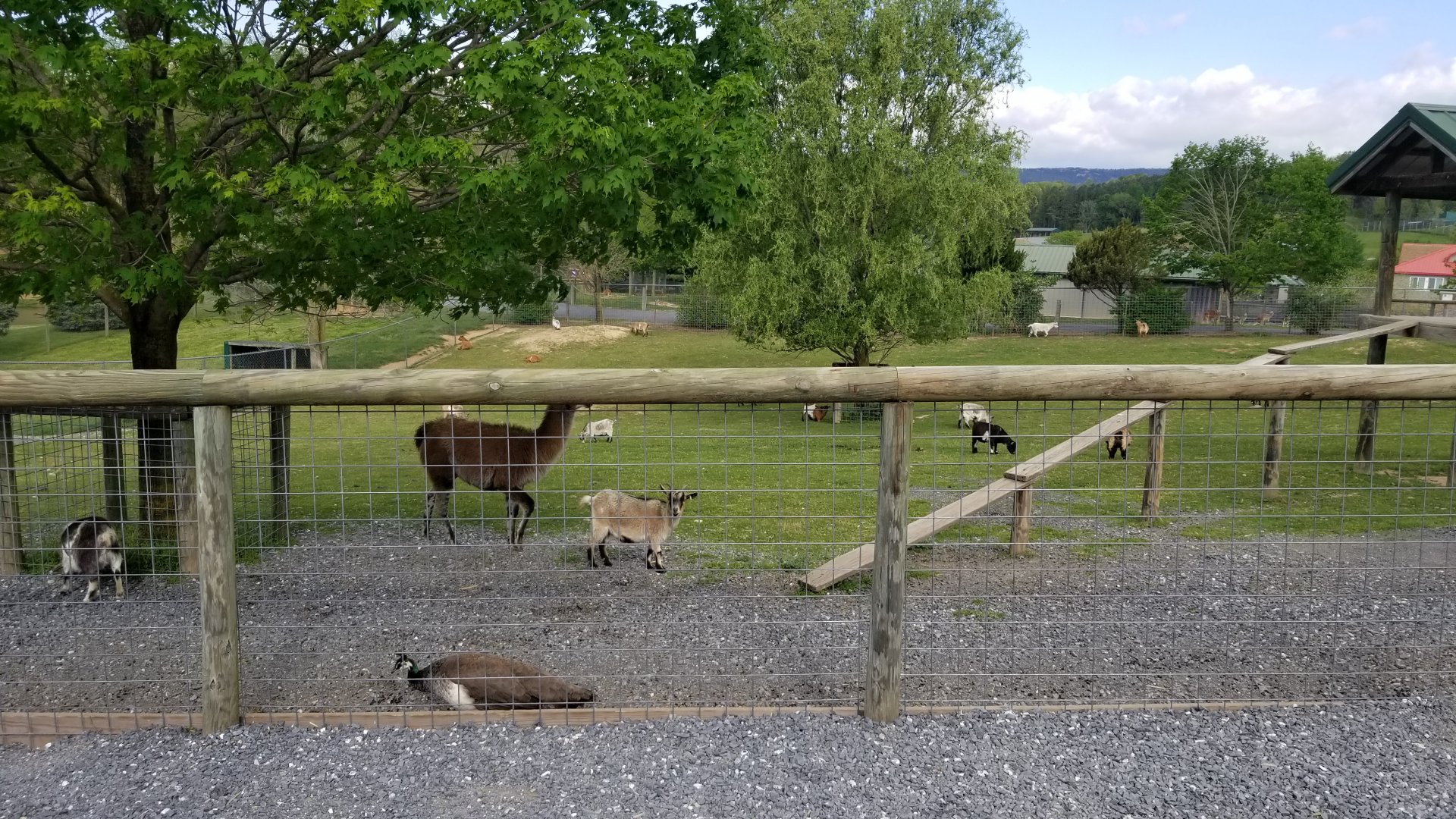 Virginia Safari Park - Goats