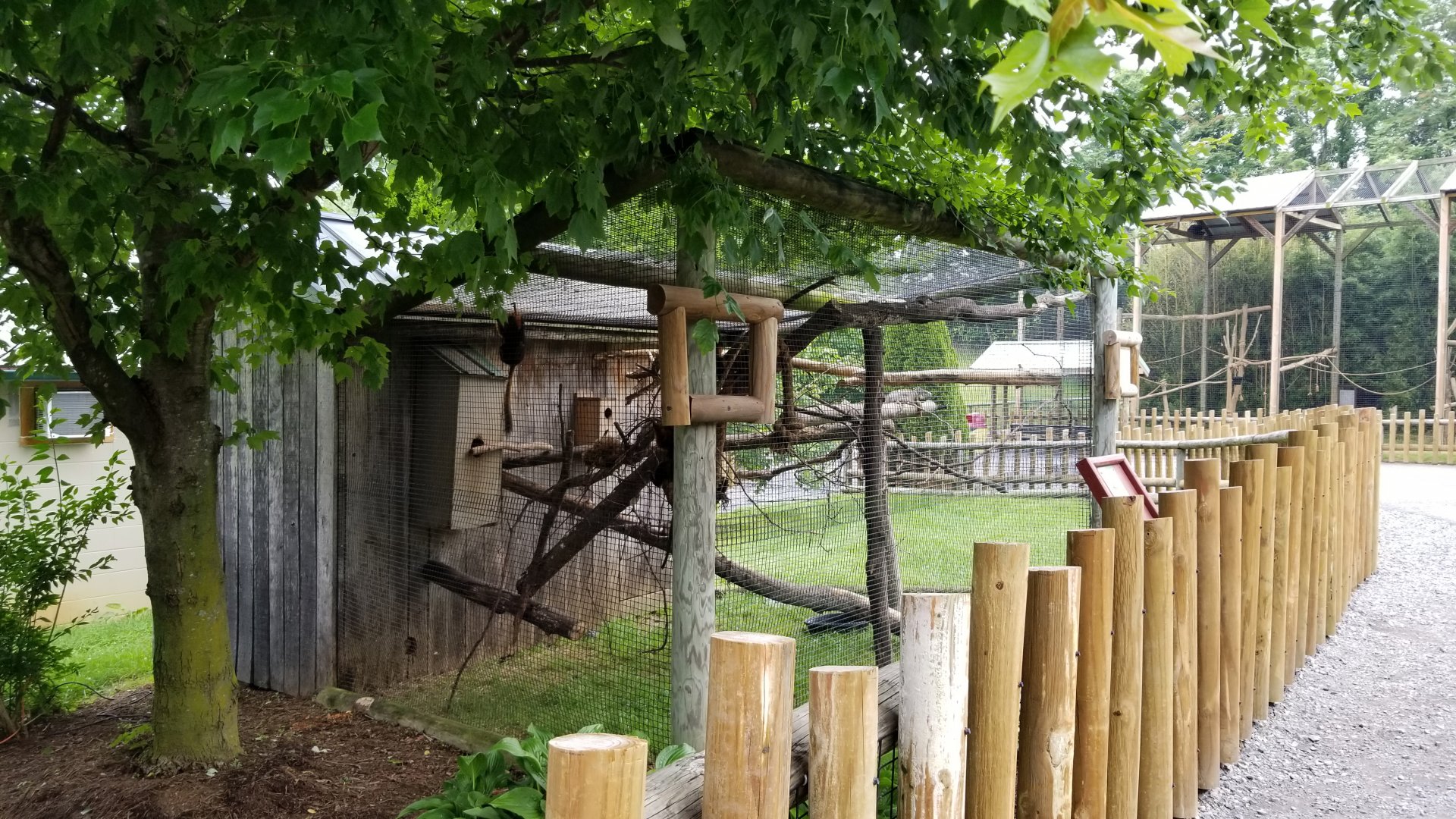 Virginia Safari Park - Golden-headed Tamarins and Green Iguana