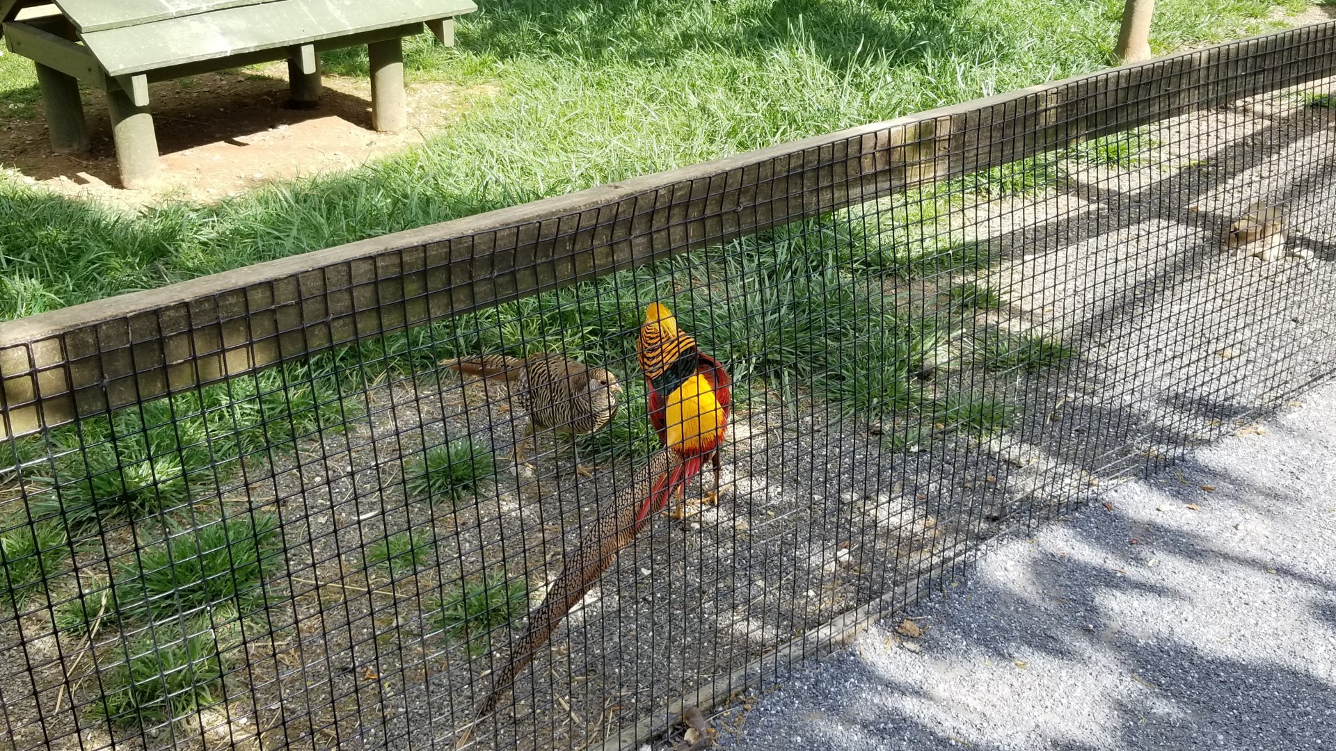 Virginia Safari Park - Golden pheasant male and female