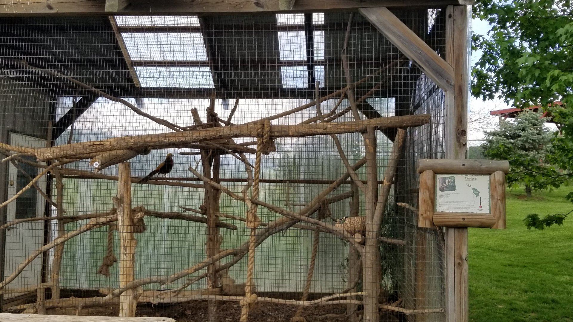 Virginia Safari Park - Golden pheasants in tamandua exhibit