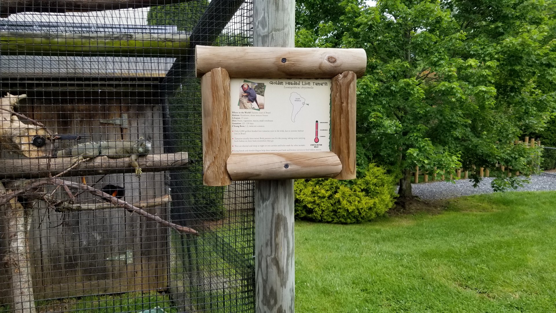 Virginia Safari Park - Green Iguana