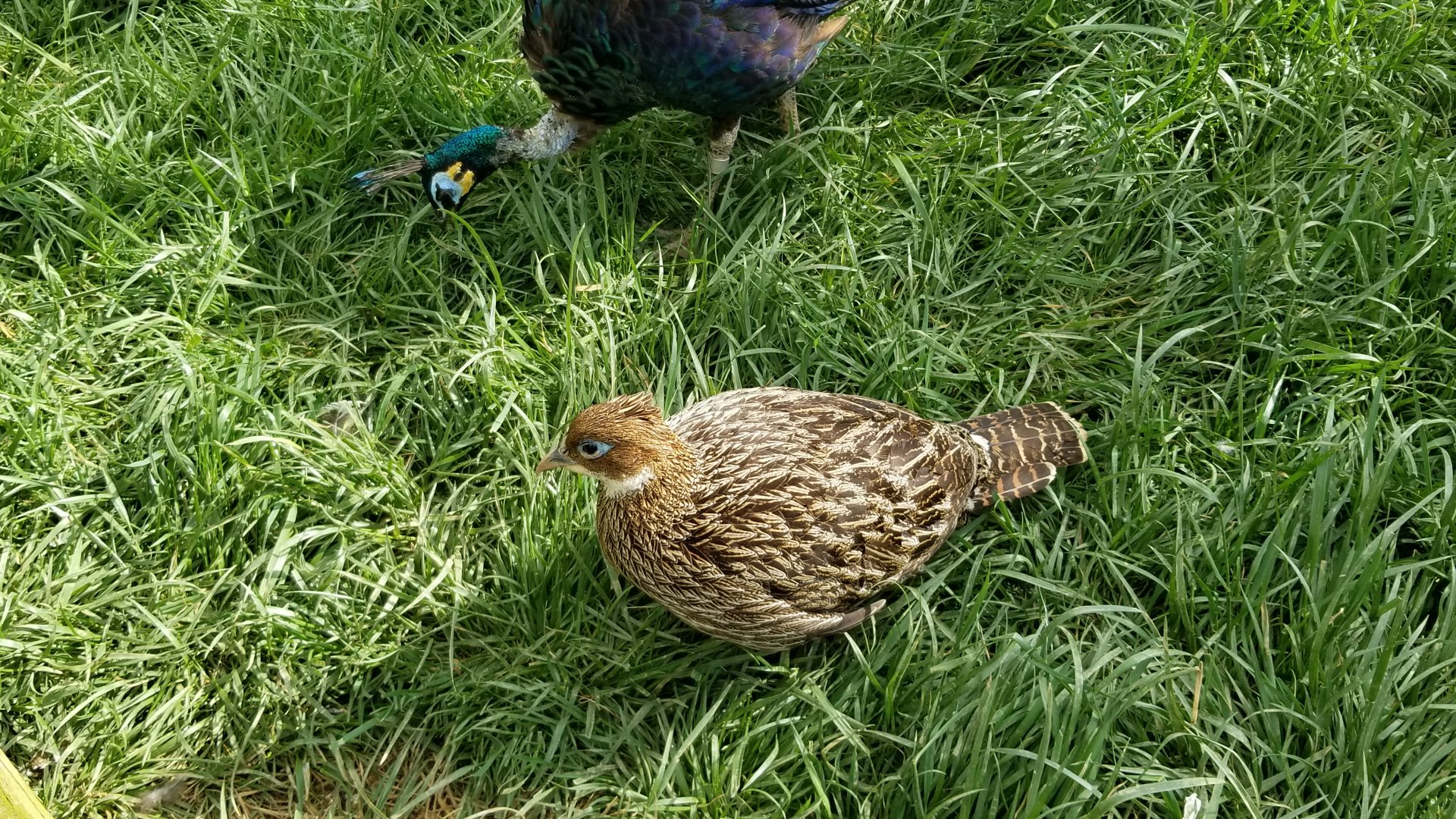 Virginia Safari Park - Himalayan monal female