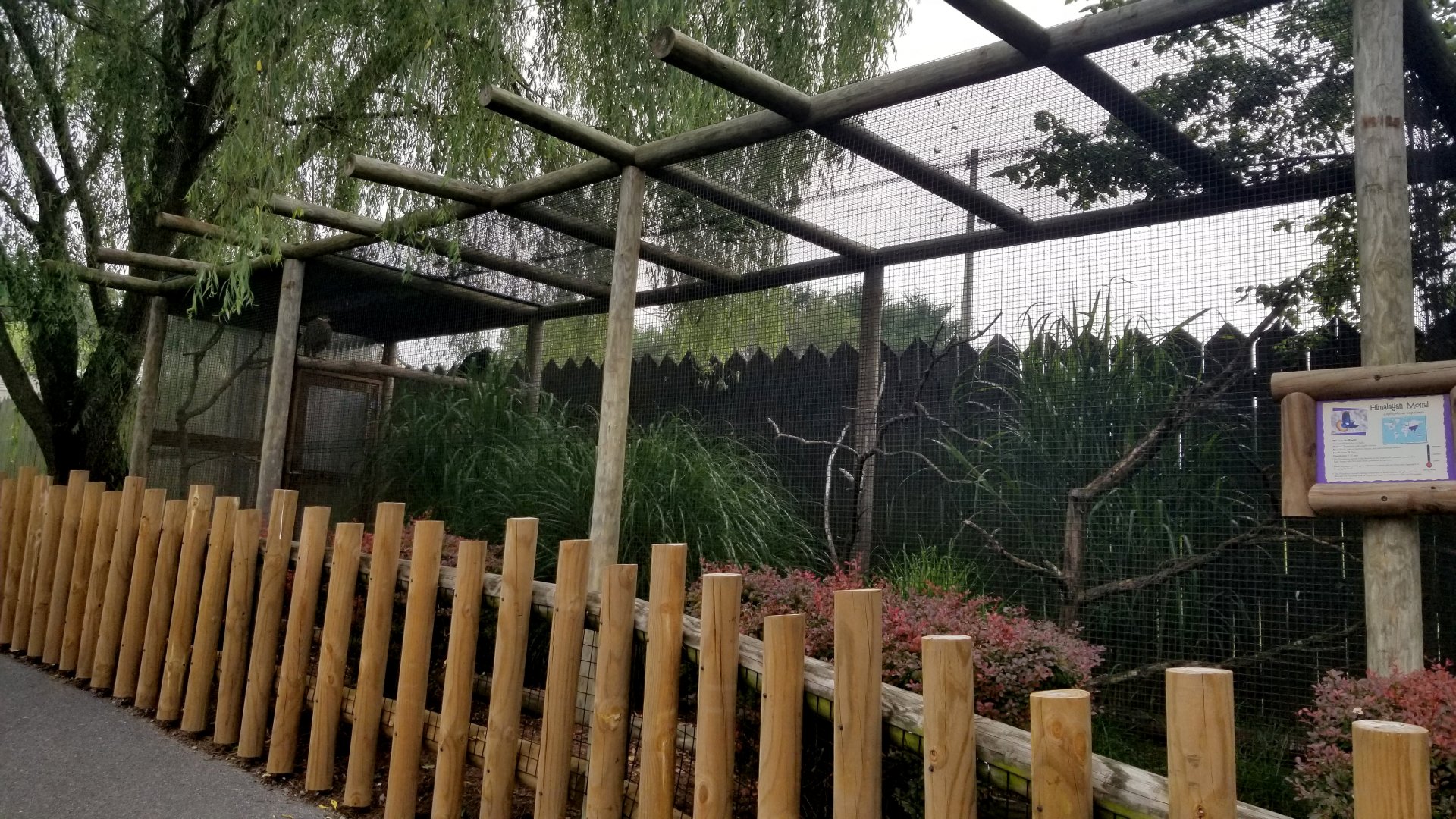 Virginia Safari Park - Himalayan Monal