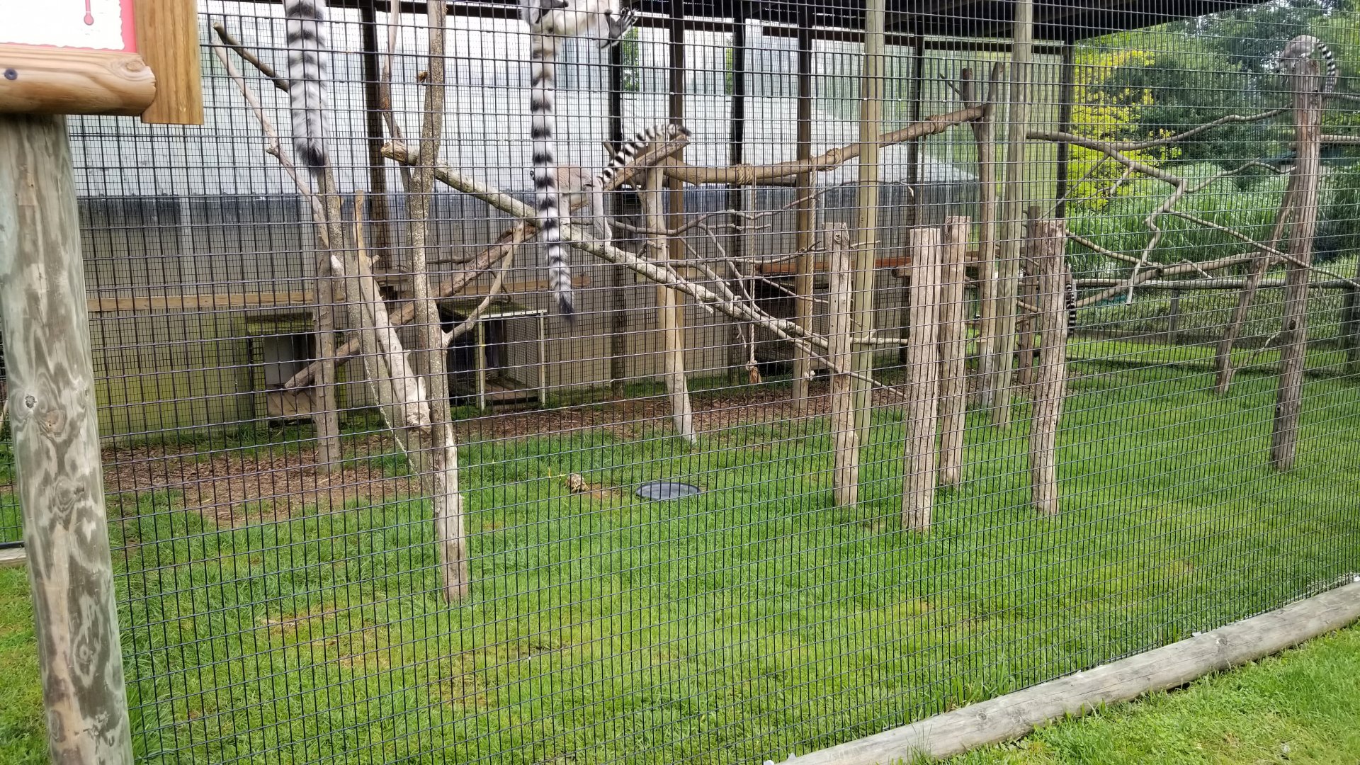 Virginia Safari Park - Indian Star Tortoise on ground
