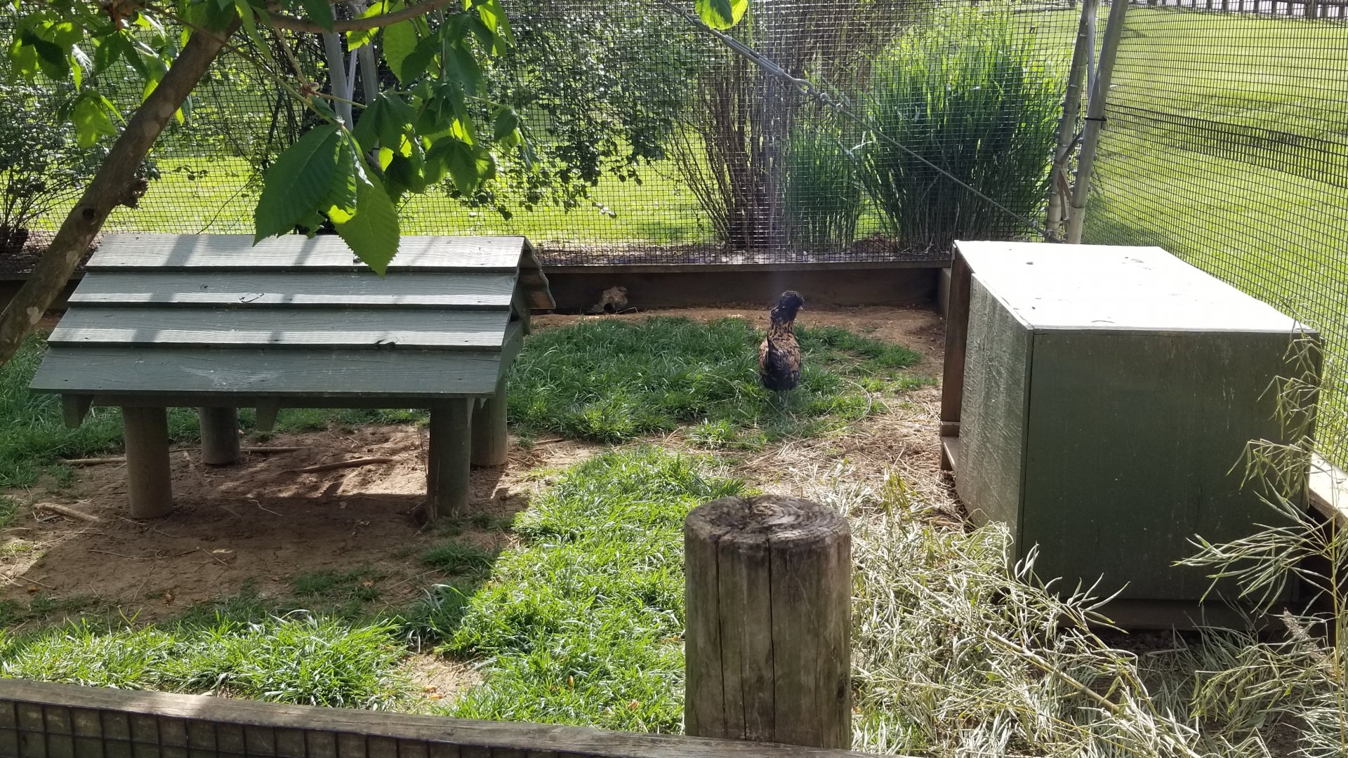 Virginia Safari Park - Inside aviary, Polish chicken