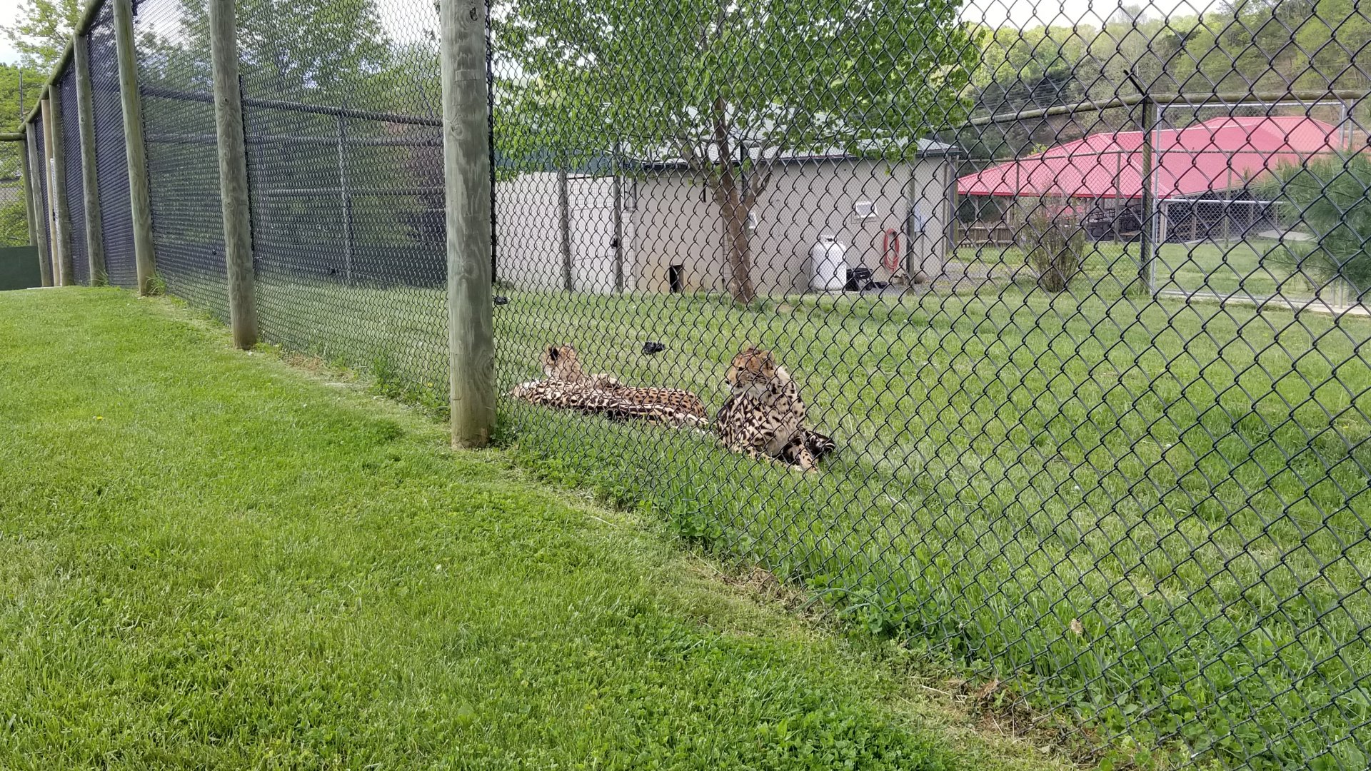 Virginia Safari Park - King cheetah cubs, now 1 1/2 years old