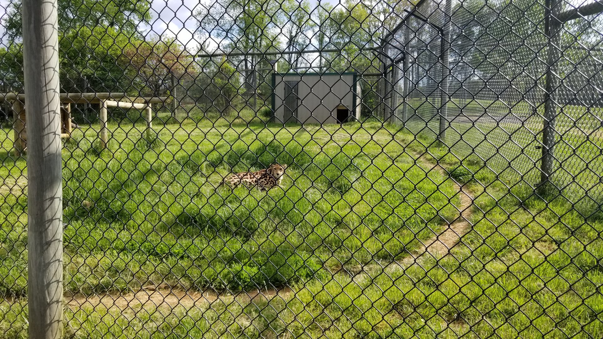 Virginia Safari Park - King Cheetah "Mona Lisa"