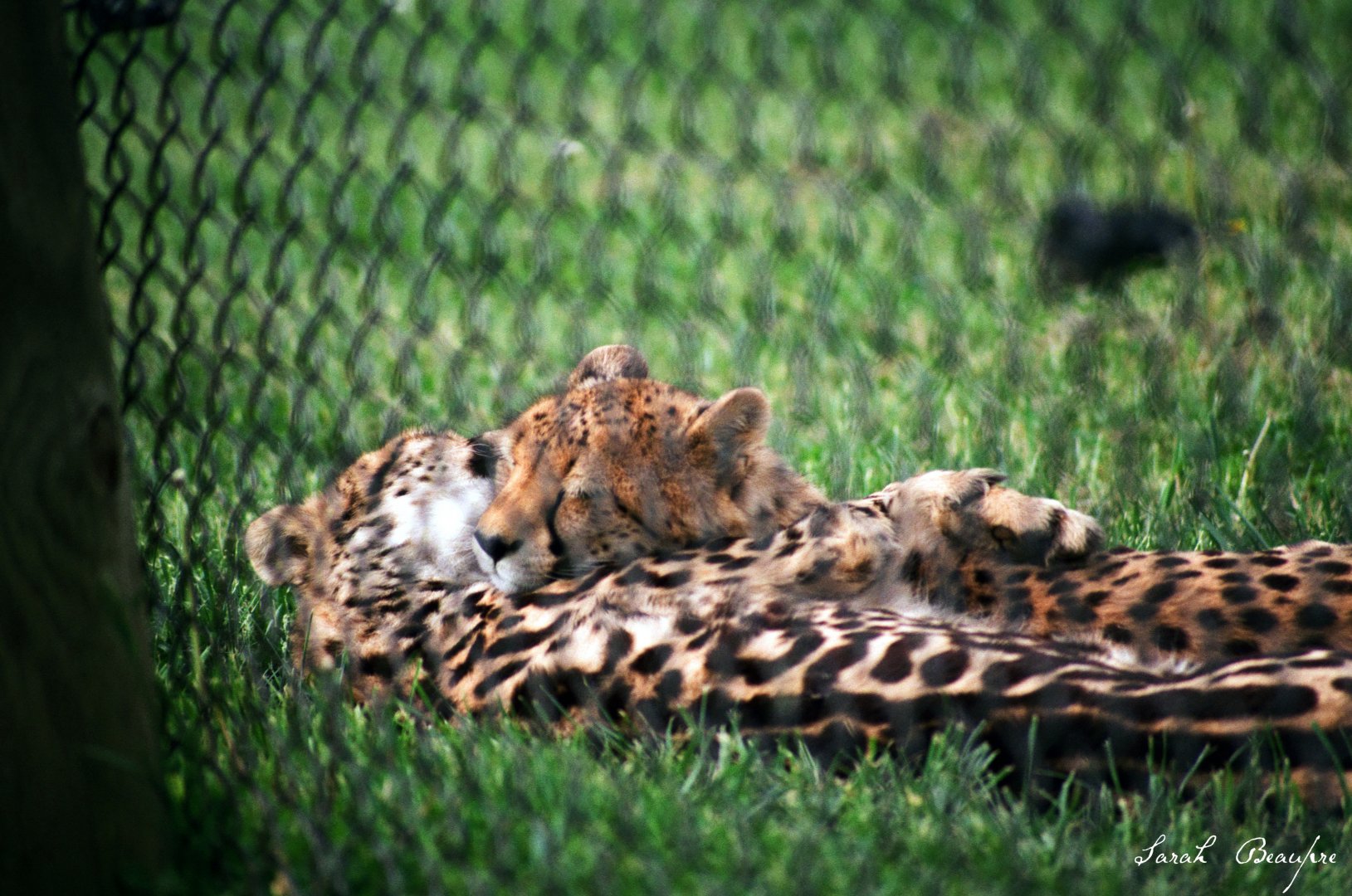 Virginia Safari Park - king cheetah yearling cuddling a spotted sibling