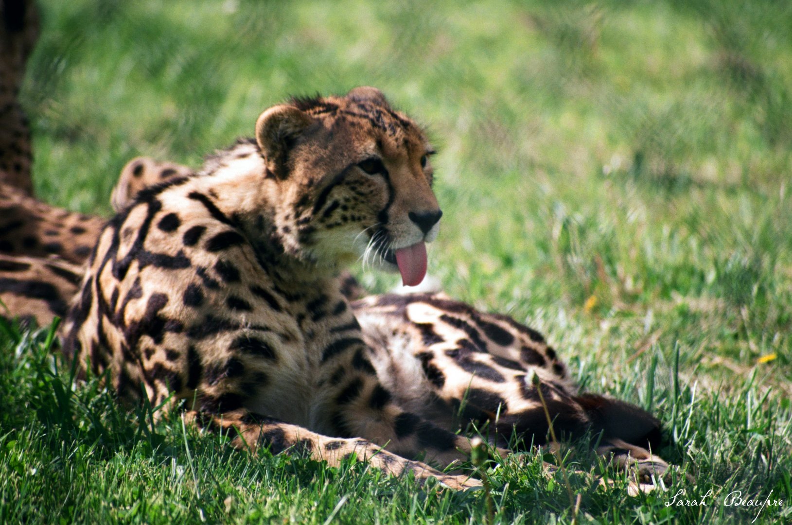 Virginia Safari Park - king cheetah yearling