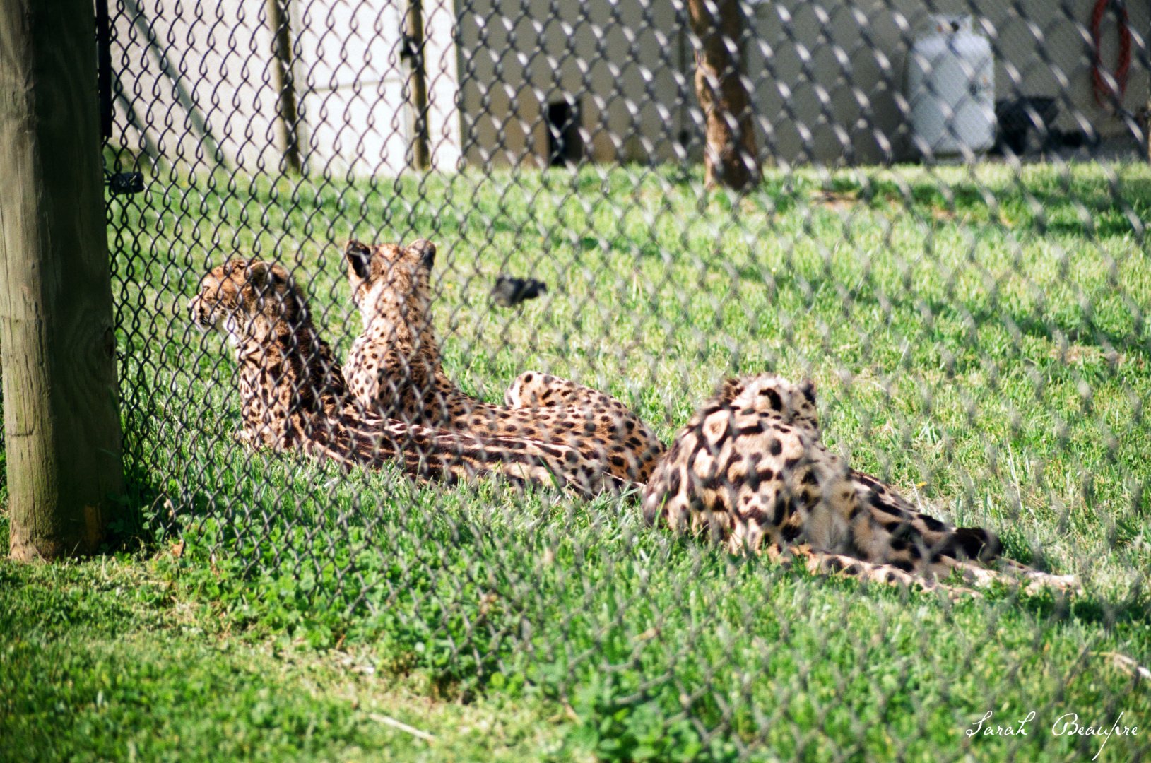 Virginia Safari Park - king cheetah yearlings