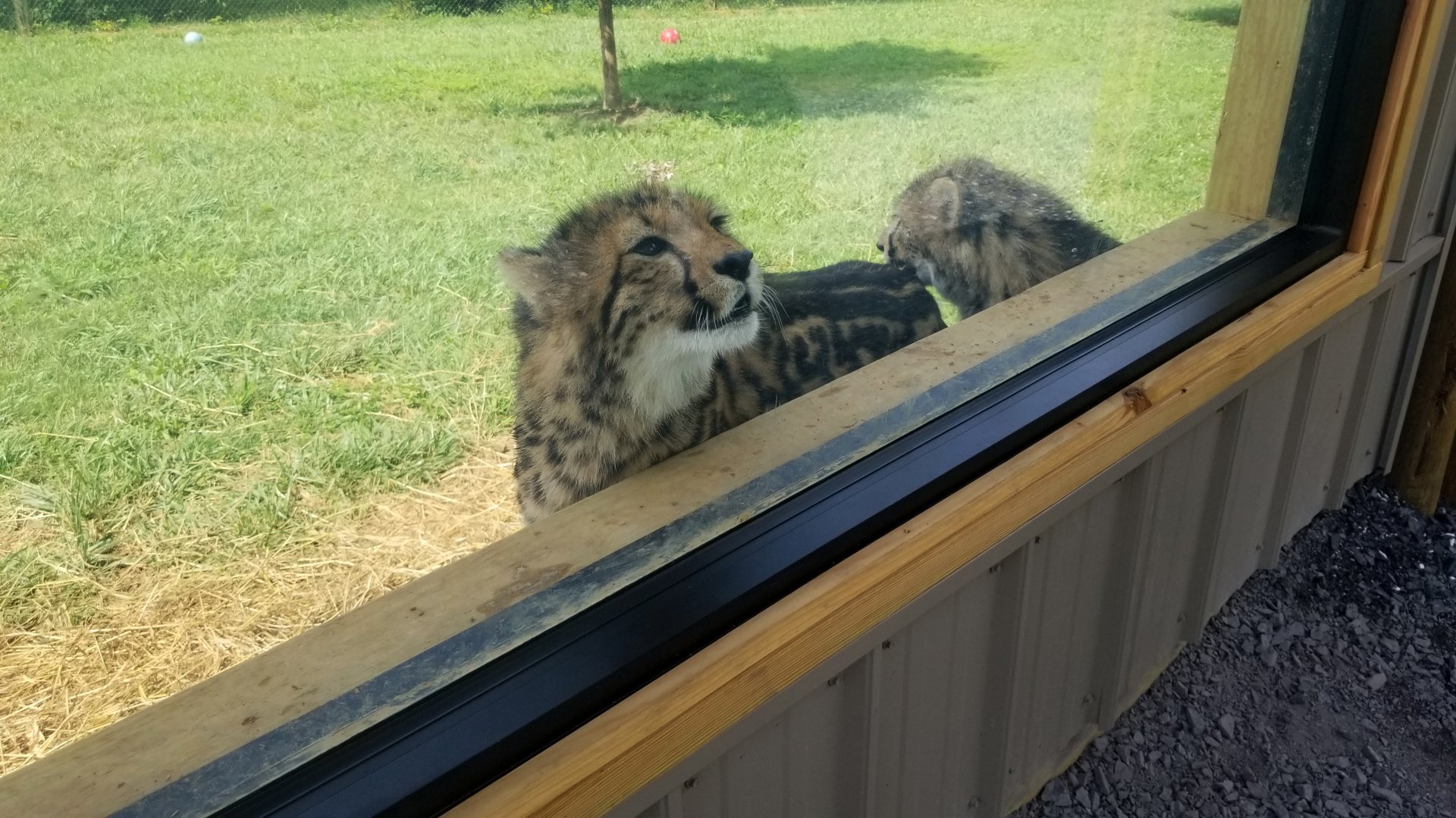 Virginia Safari Park - King cheetahs
