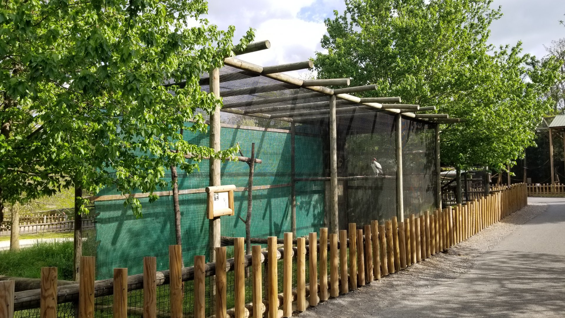 Virginia Safari Park - King vulture, previously held VDD's hornbill and curassow