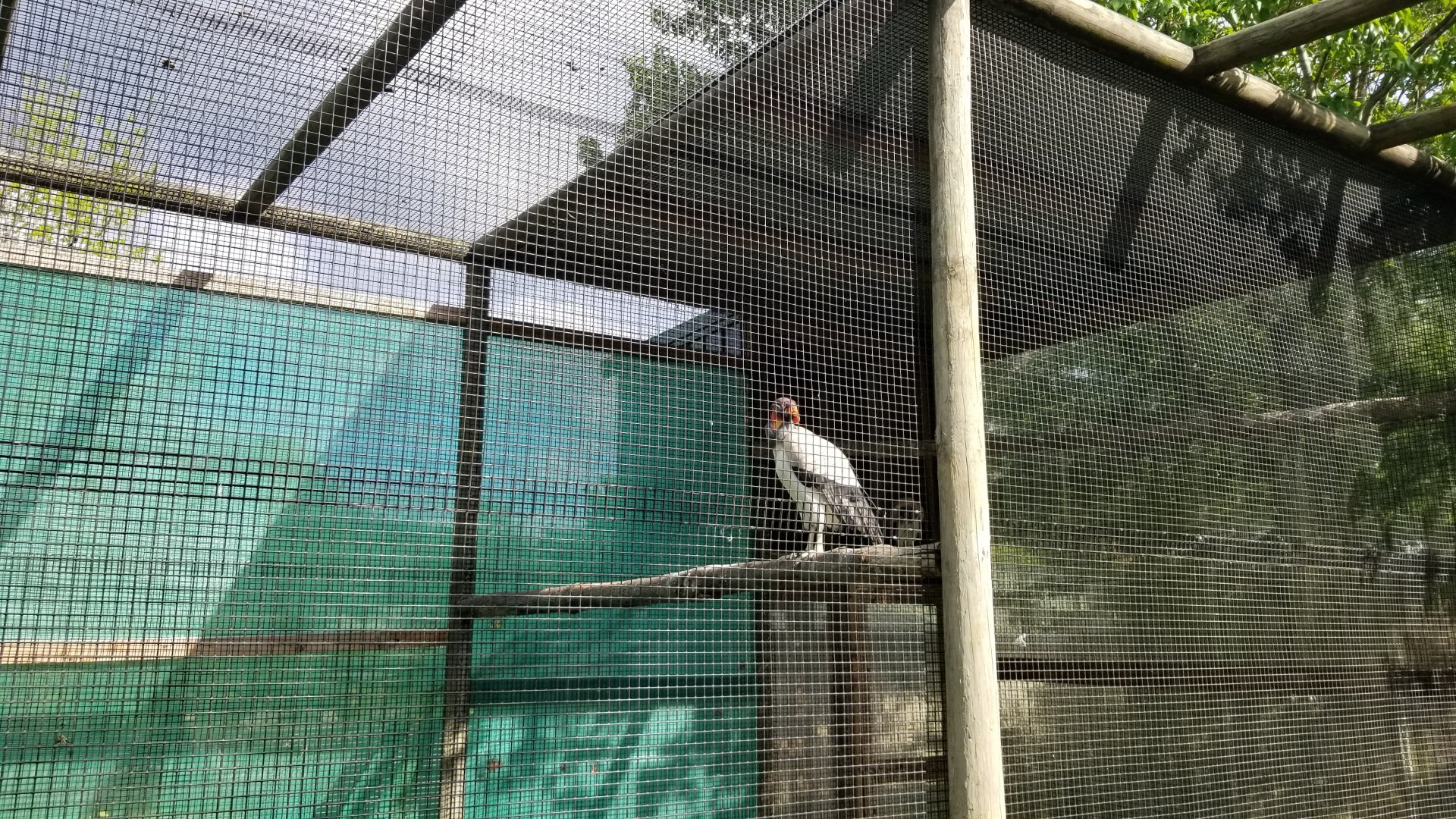 Virginia Safari Park - King vulture