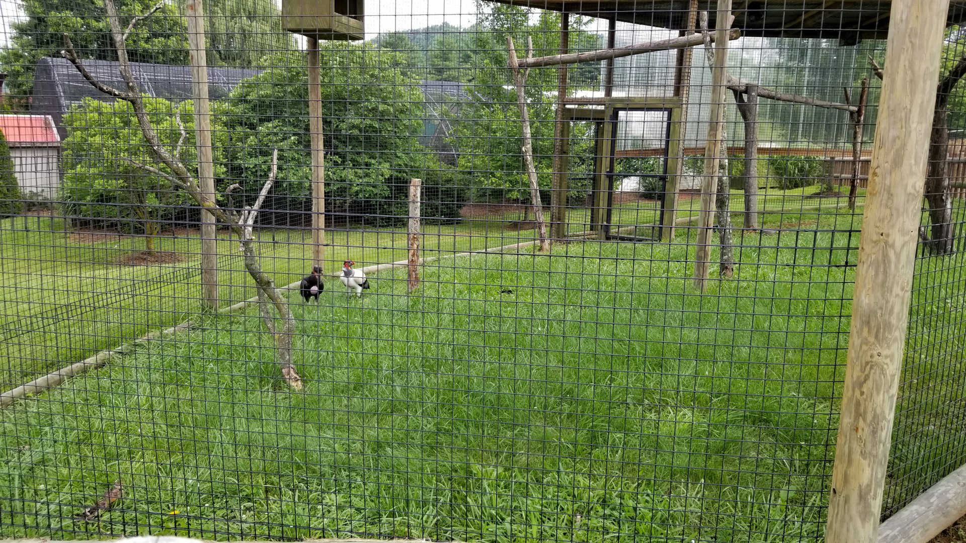 Virginia Safari Park - King Vultures