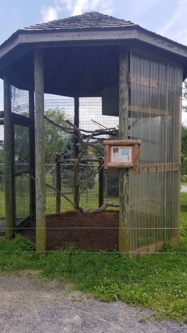 Virginia Safari Park - Kookaburras