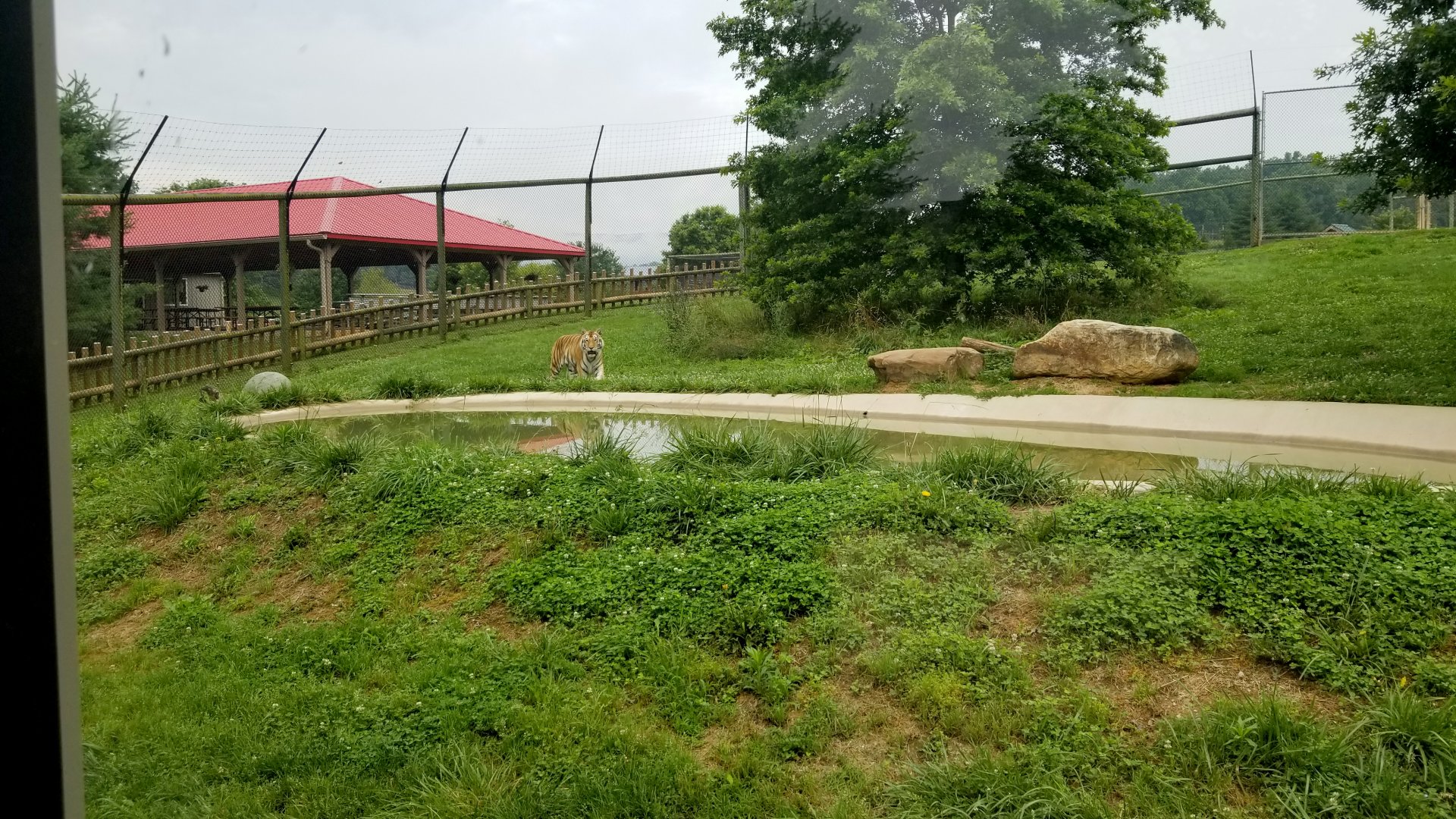 Virginia Safari Park - Left side of tiger yard
