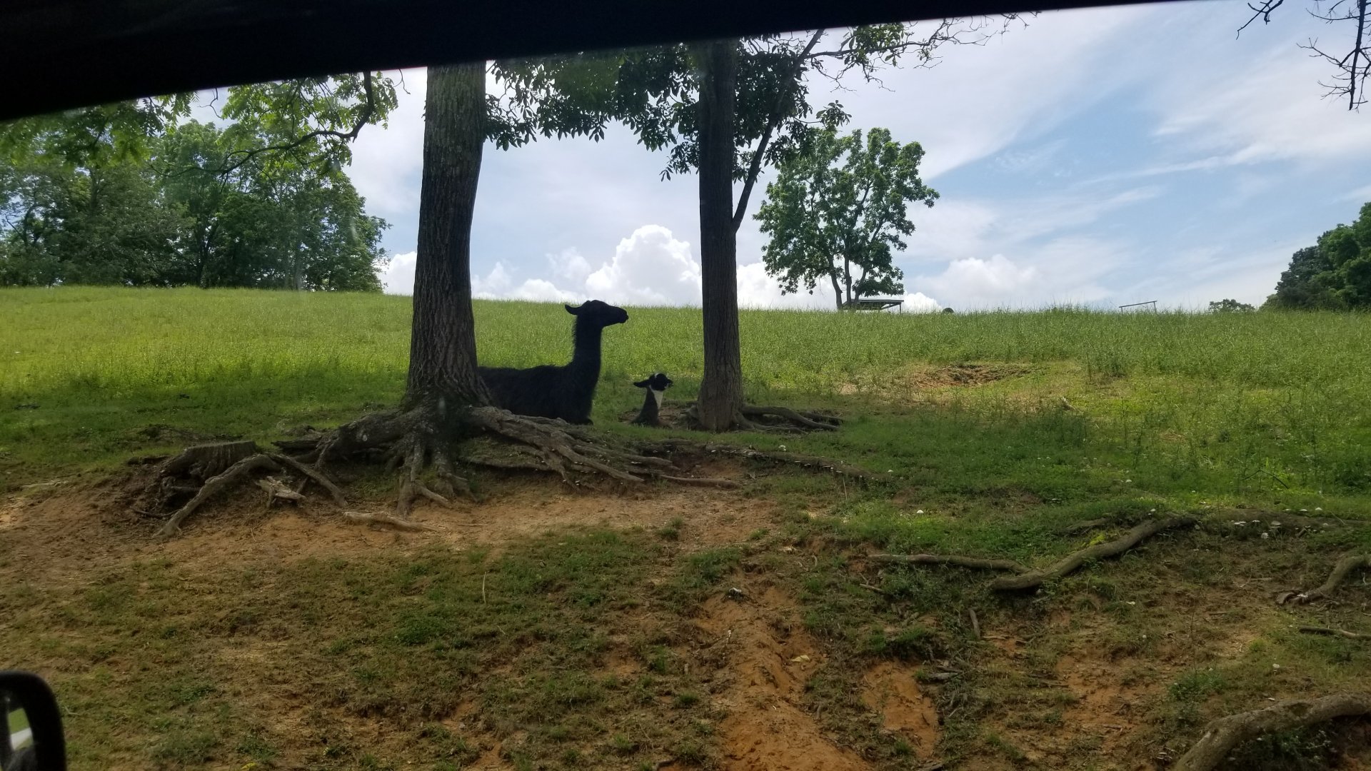 Virginia Safari Park - Llama and baby