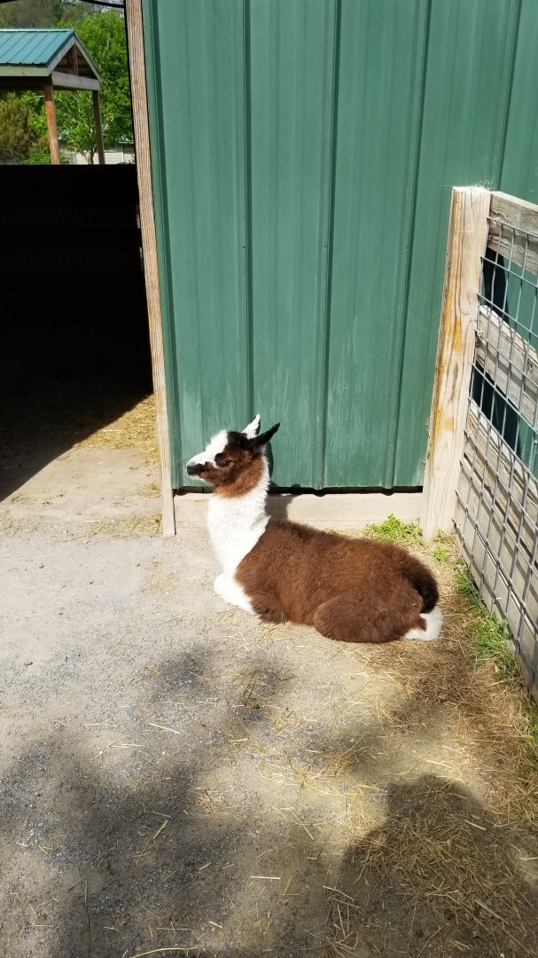 Virginia Safari Park - Llama baby