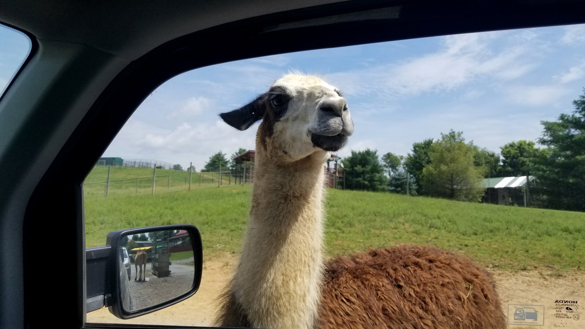 Virginia Safari Park - Llama