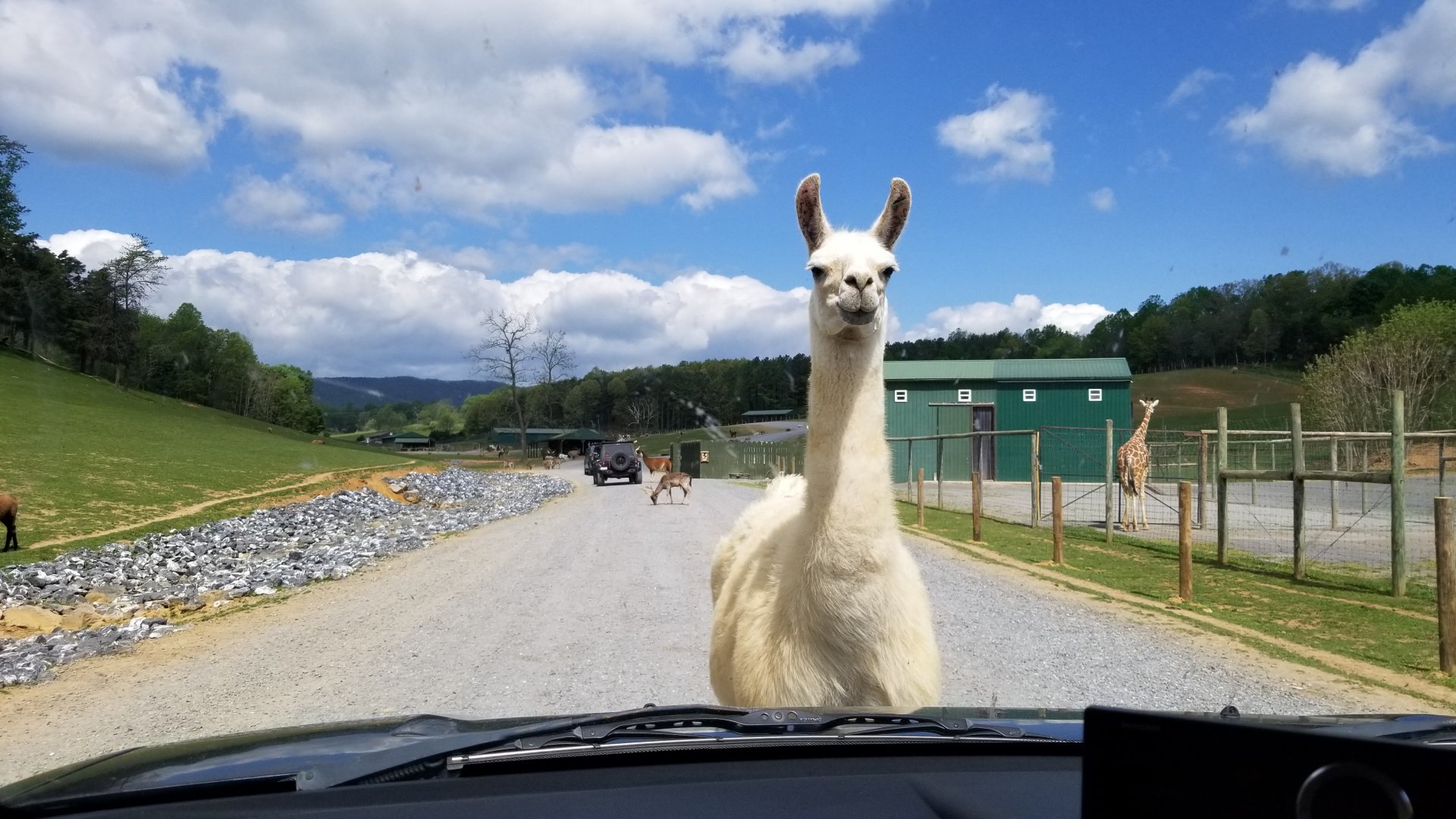Virginia Safari Park - Llama
