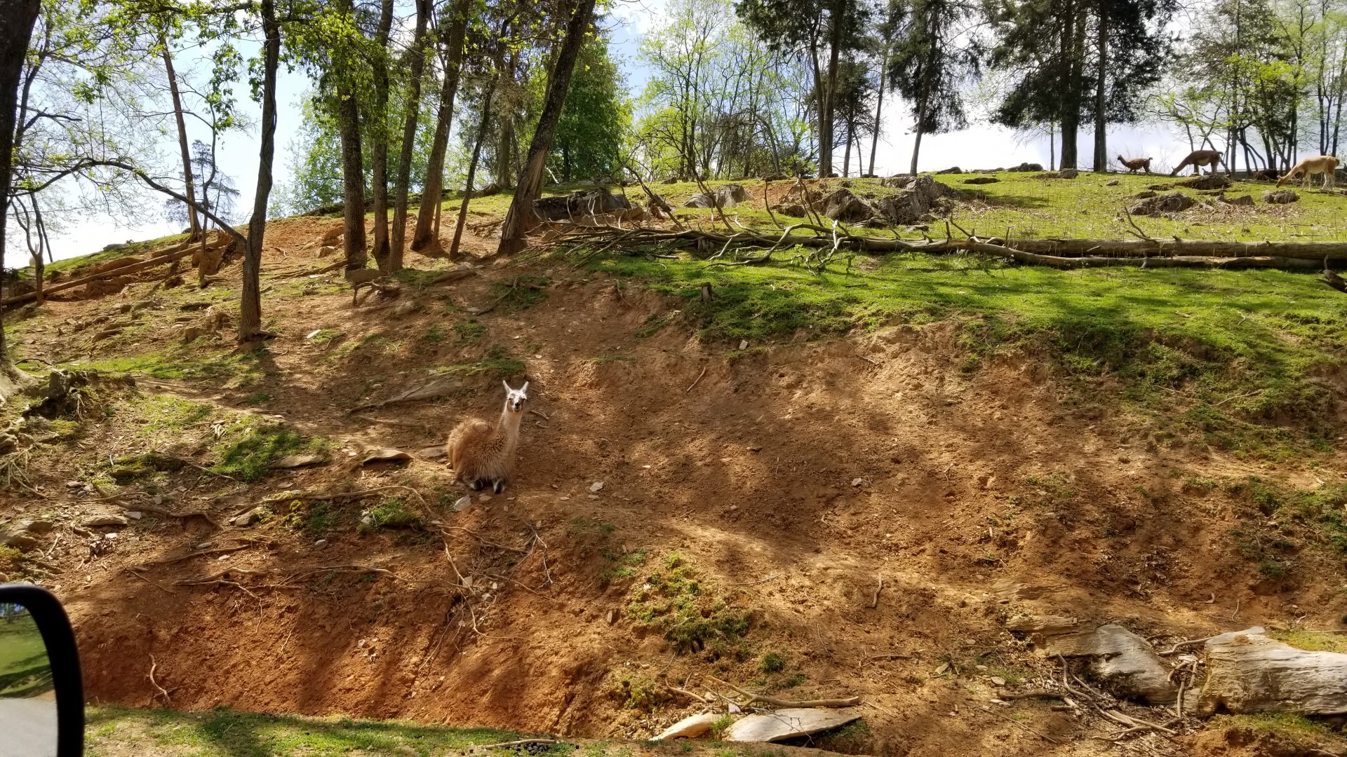 Virginia Safari Park - Llama