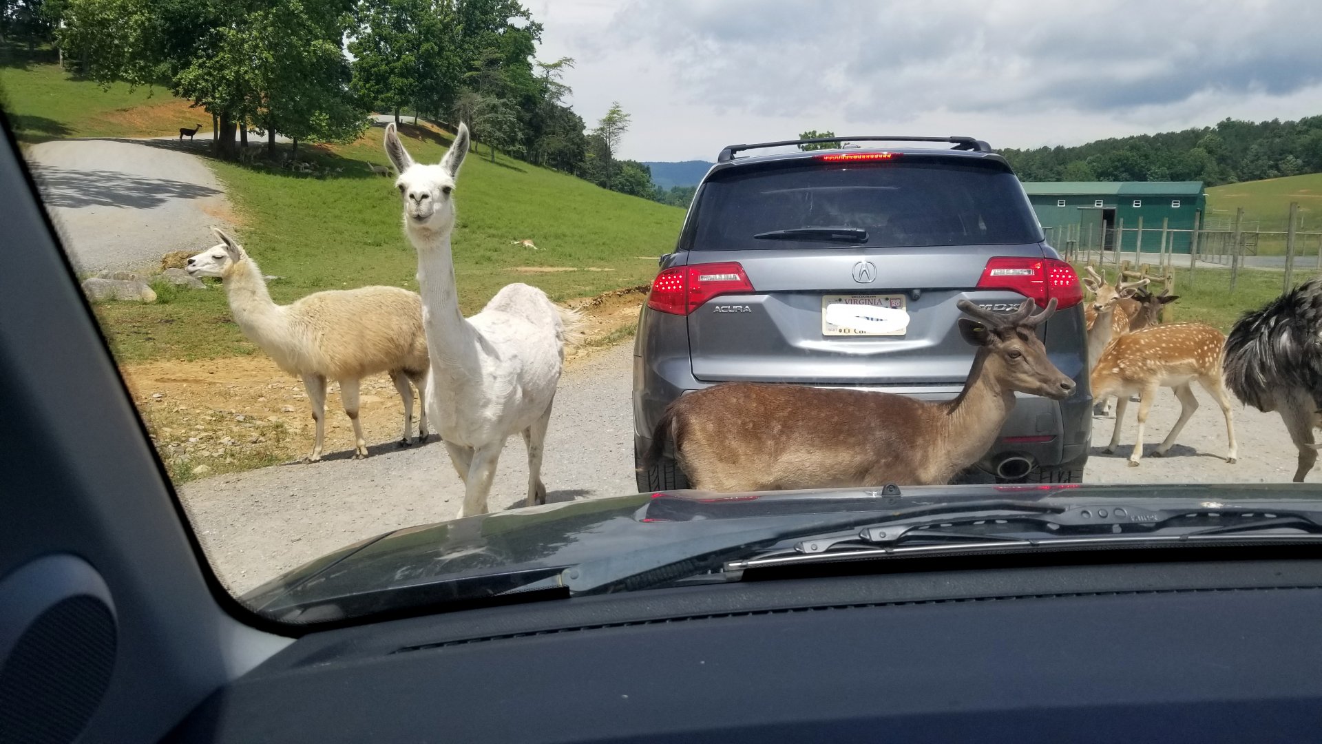 Virginia Safari Park - Llamas, deer, ostrich