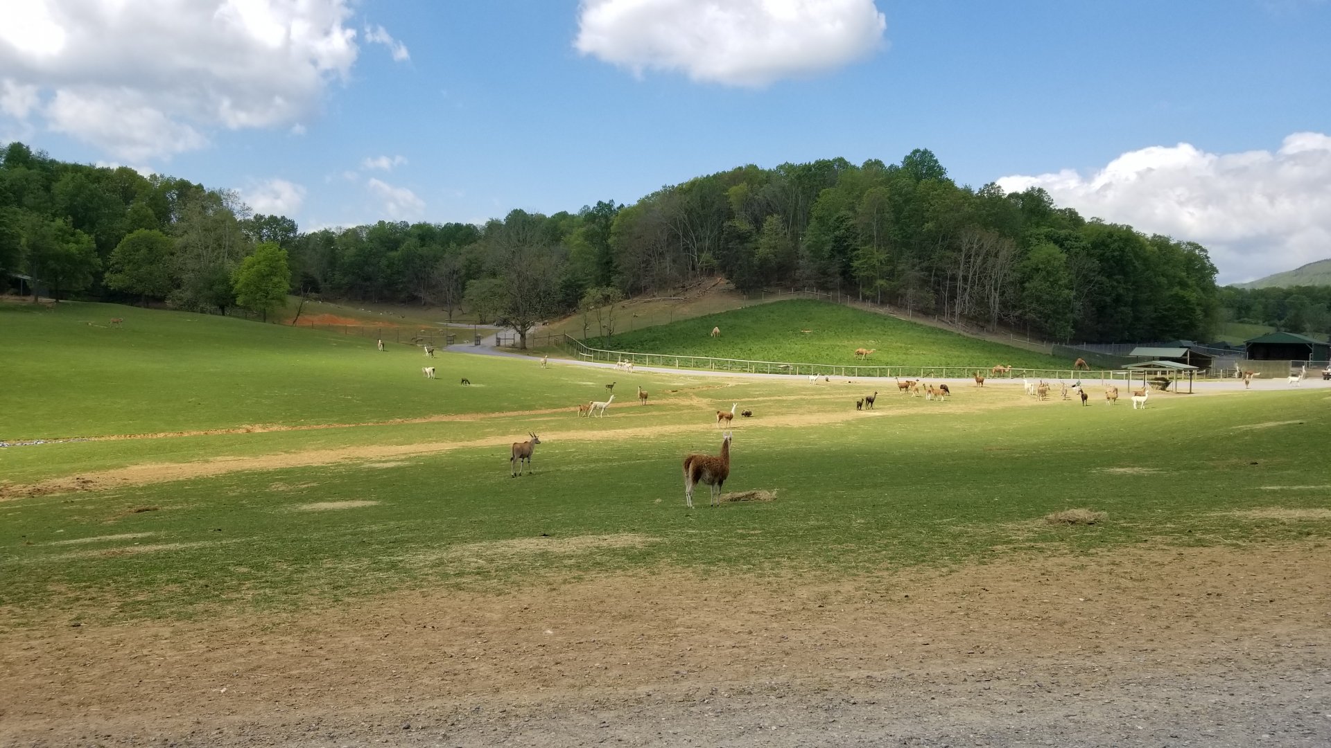 Virginia Safari Park - Llamas, eland, fallow deer, pigs; fenced area is camels