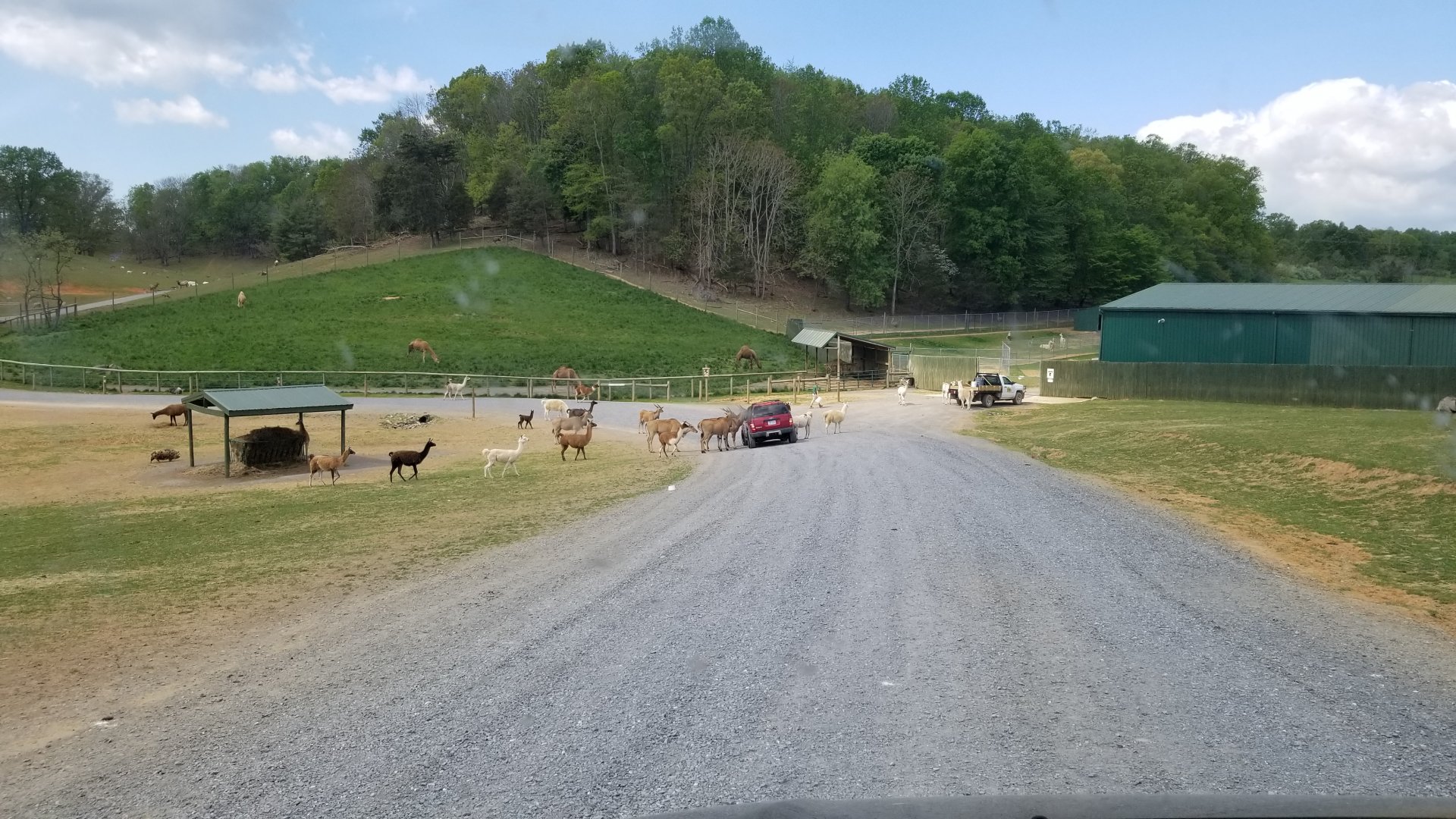 Virginia Safari Park - Llamas, eland, fallow deer, pigs; fenced area is camels